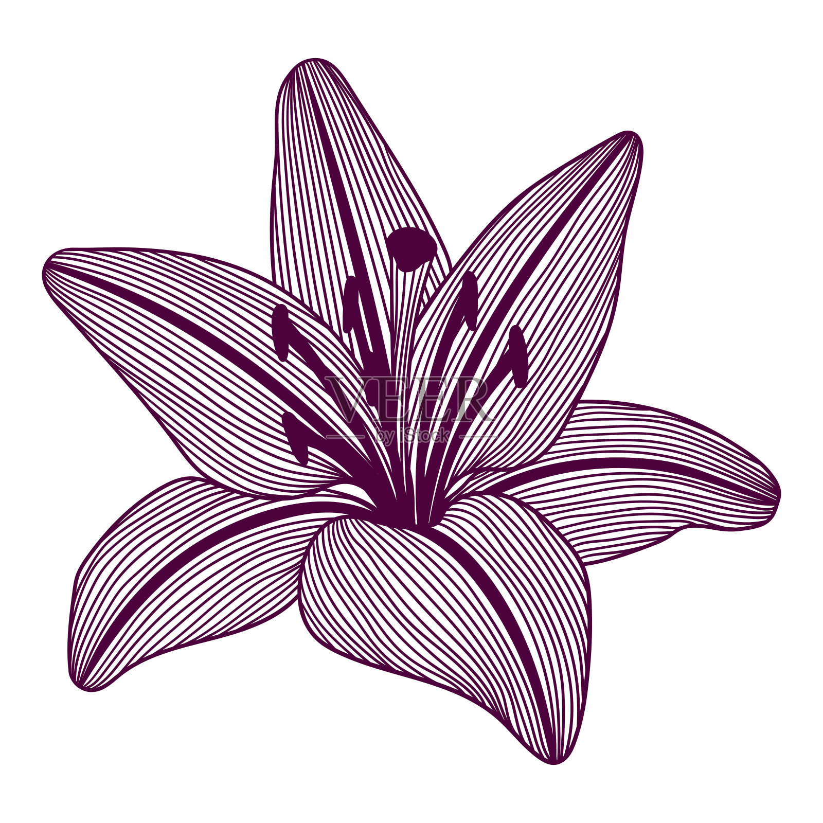 风格化百合花插图。装饰形象美丽的花蕾。插画图片素材