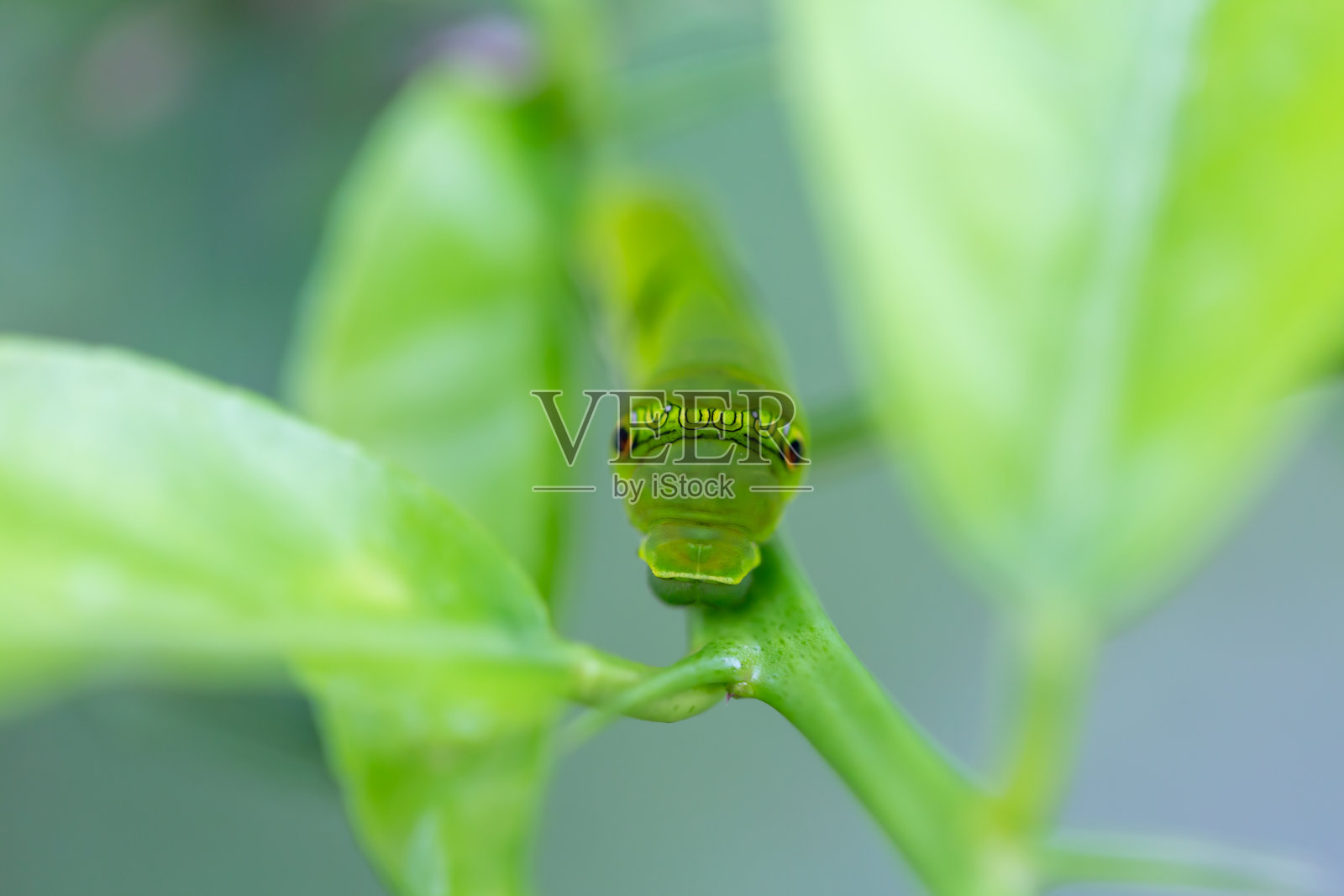 帕皮利奥幼虫照片摄影图片
