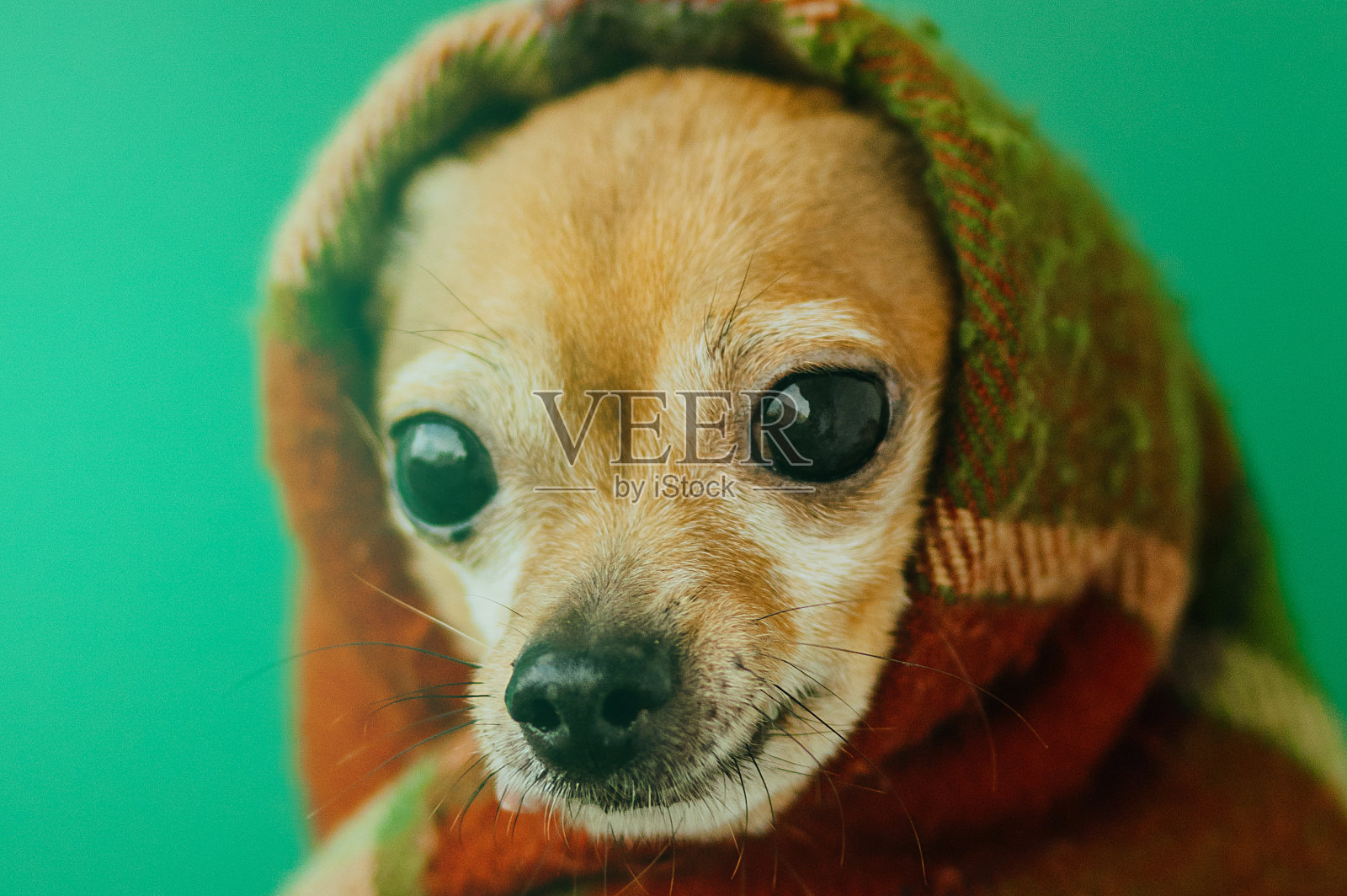 狗把自己裹在暖和的毯子里照片摄影图片