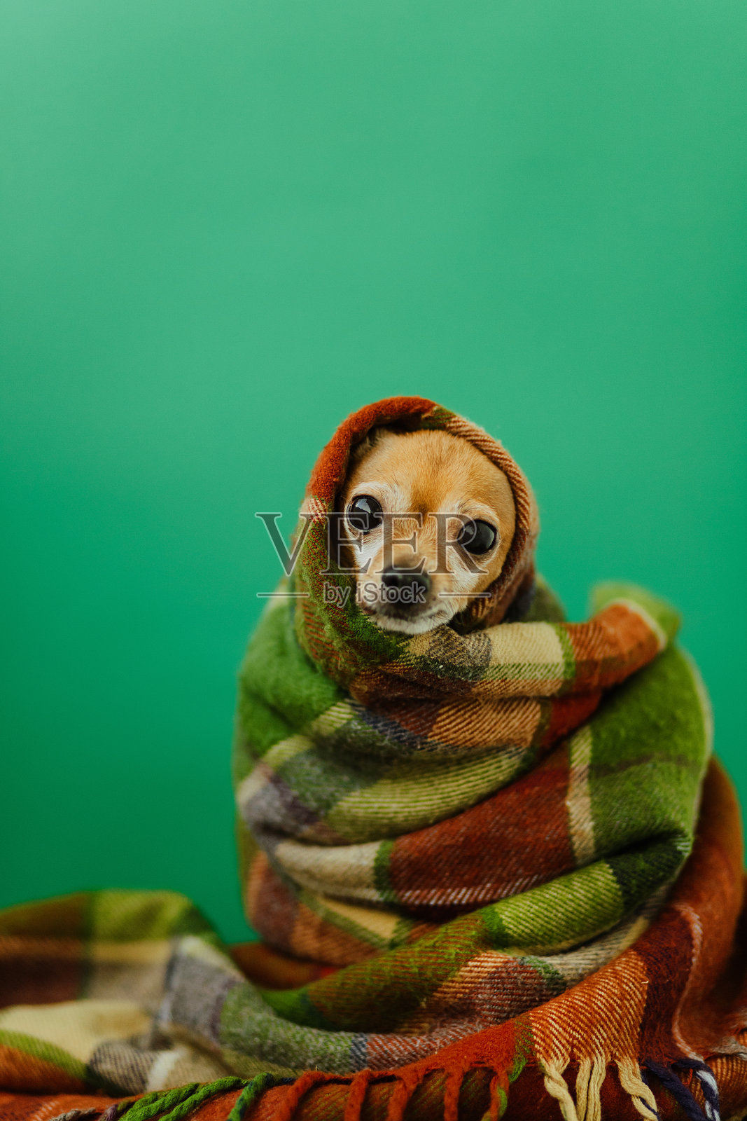 狗把自己裹在暖和的毯子里照片摄影图片