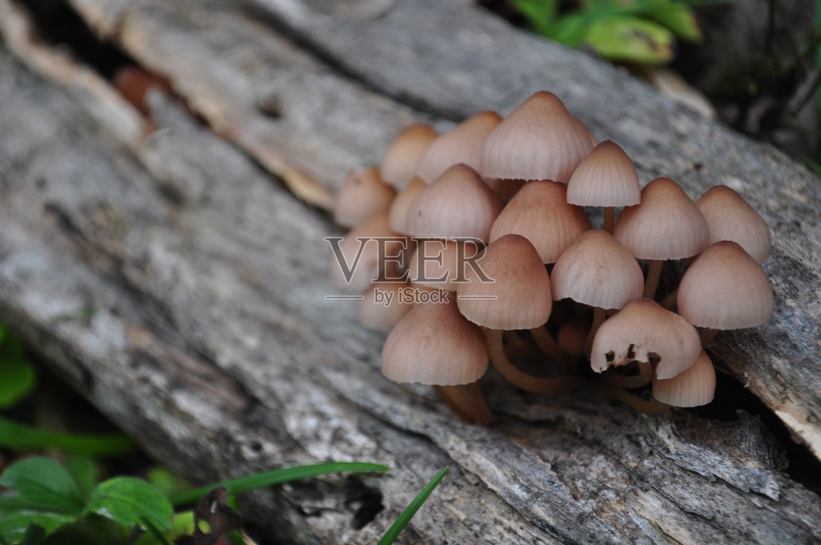 蘑菇在树干照片摄影图片
