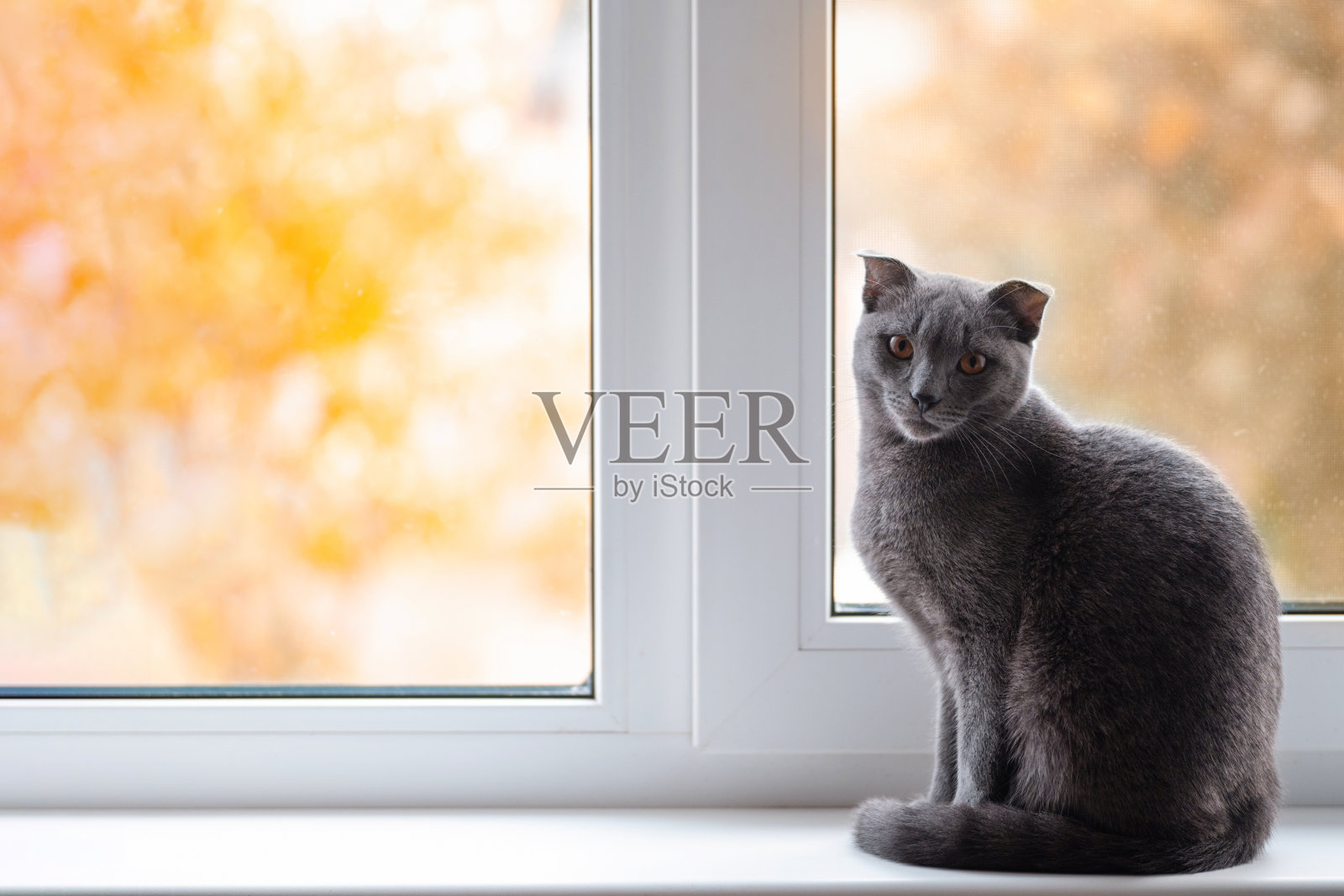 猫咪坐在秋天的窗台上，留白照片摄影图片