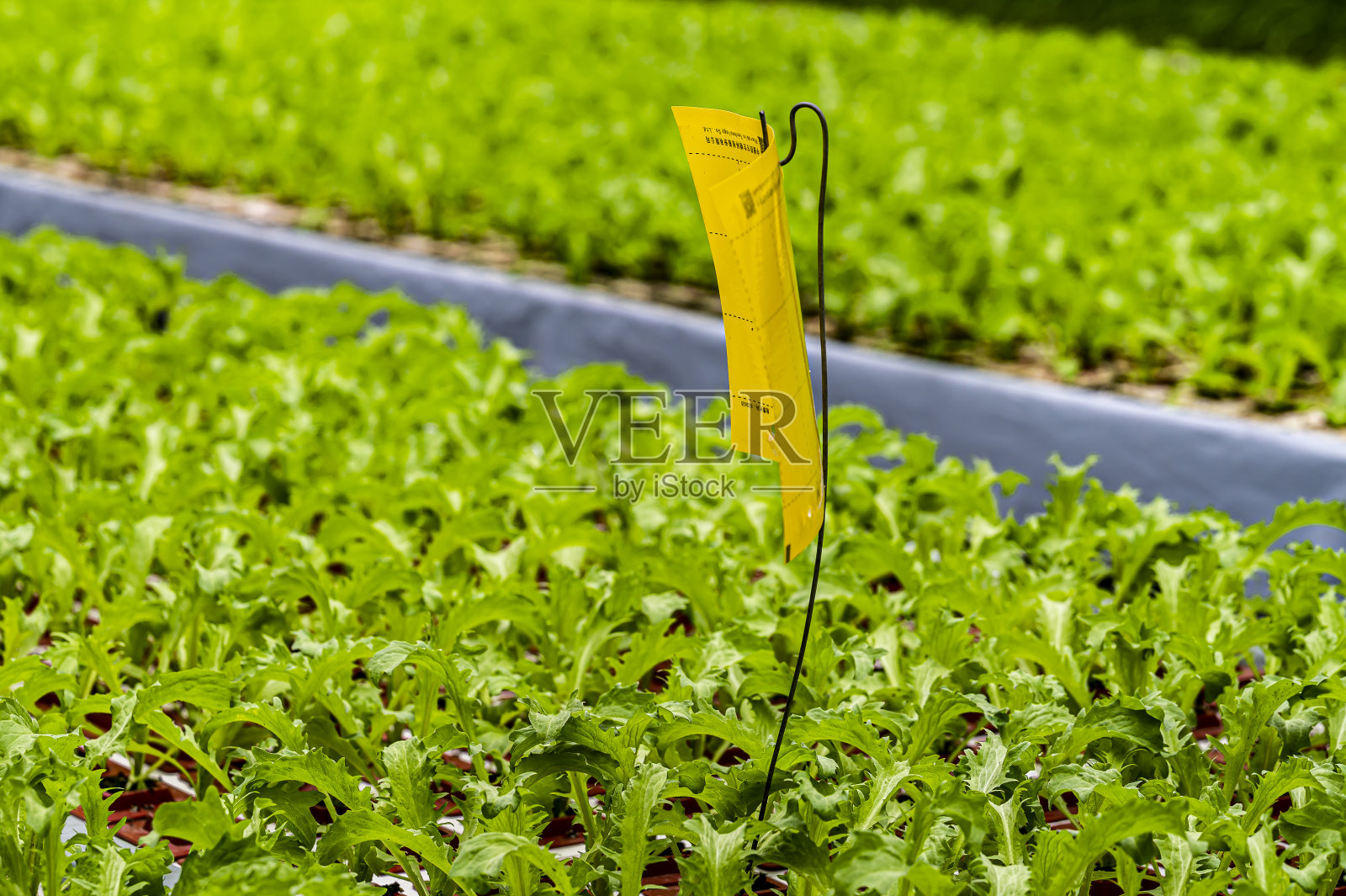 生菜照片摄影图片