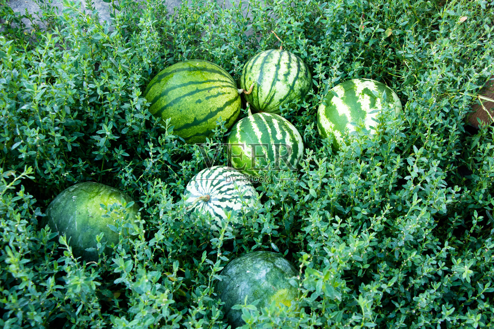 小西瓜在草地上长得很甜照片摄影图片