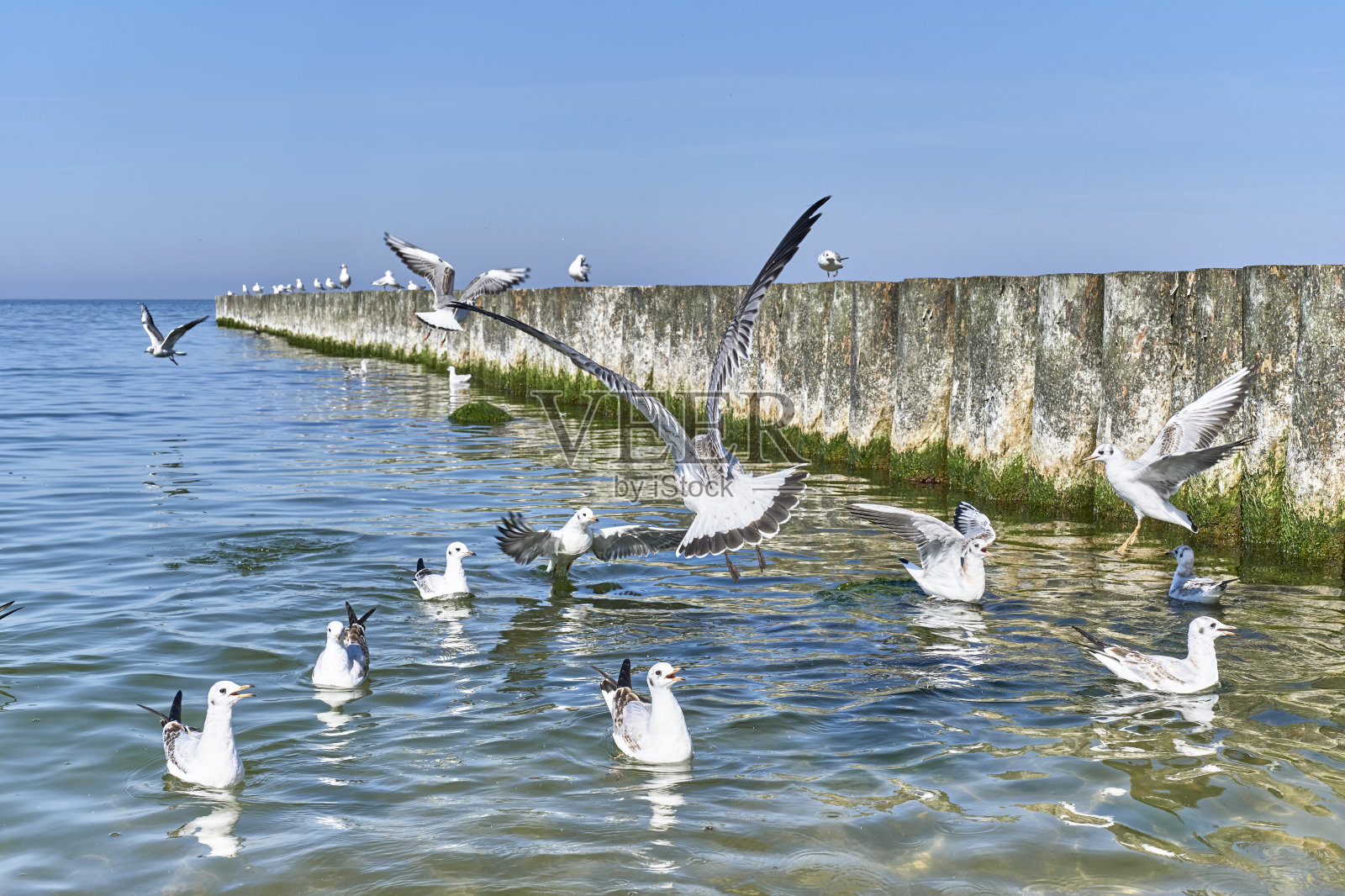 在斯维特洛戈尔斯克的波罗的海海滩上，海鸥在木制防波堤附近。照片摄影图片