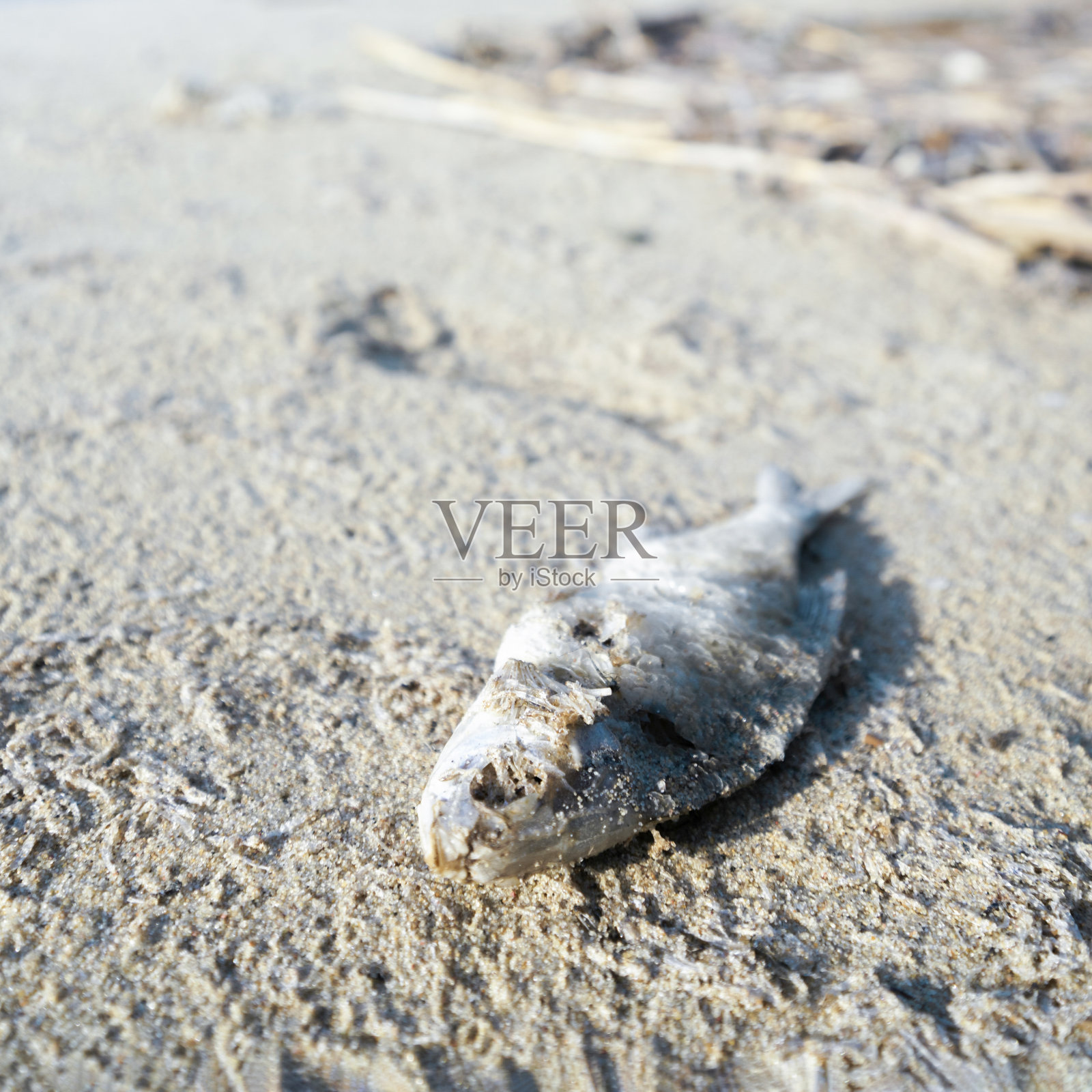 热沙上的死鱼，全球变暖，气候变化照片摄影图片