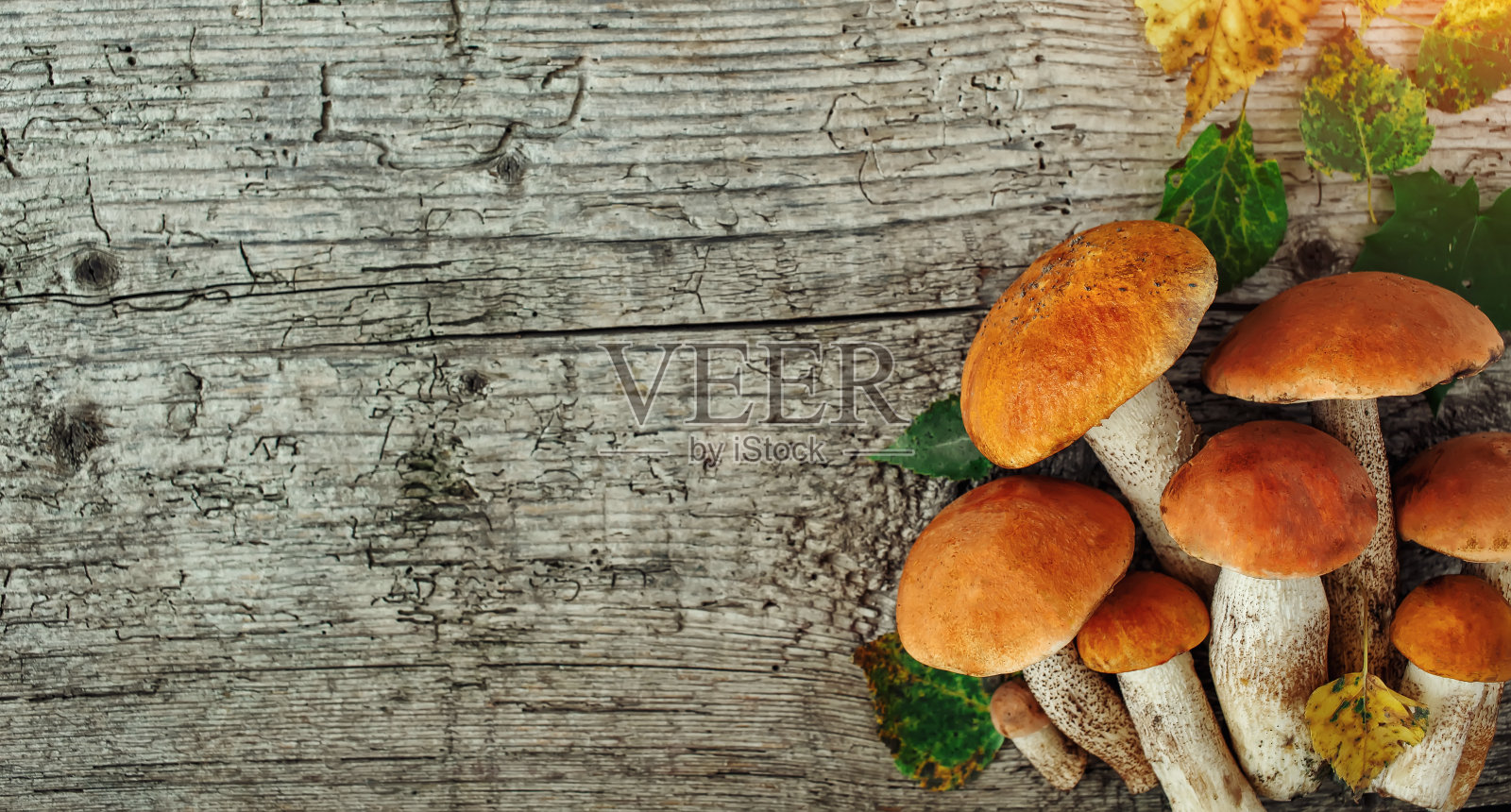 生的野生森林蘑菇的品种黄色牛肚菌，桦木蘑菇，褐色的在黑暗的纹理生锈的背景。乡村风格，自然采光。俯视图，食物背景概念照片摄影图片