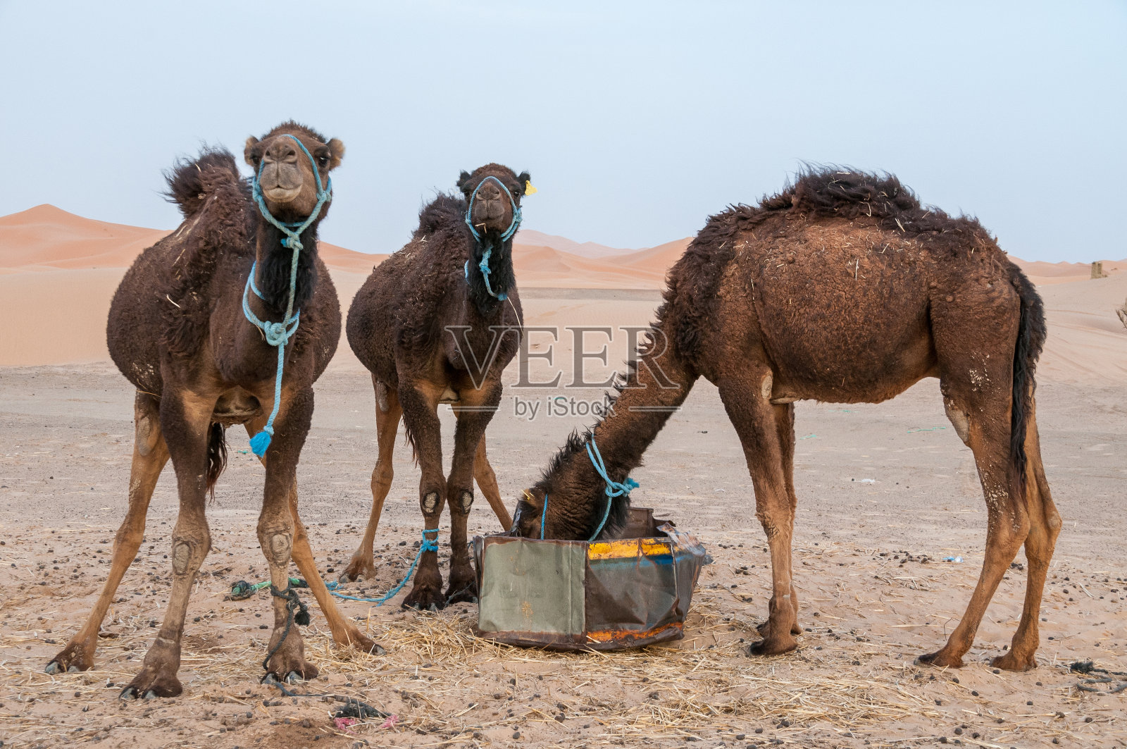 埃尔格·切比的骆驼照片摄影图片