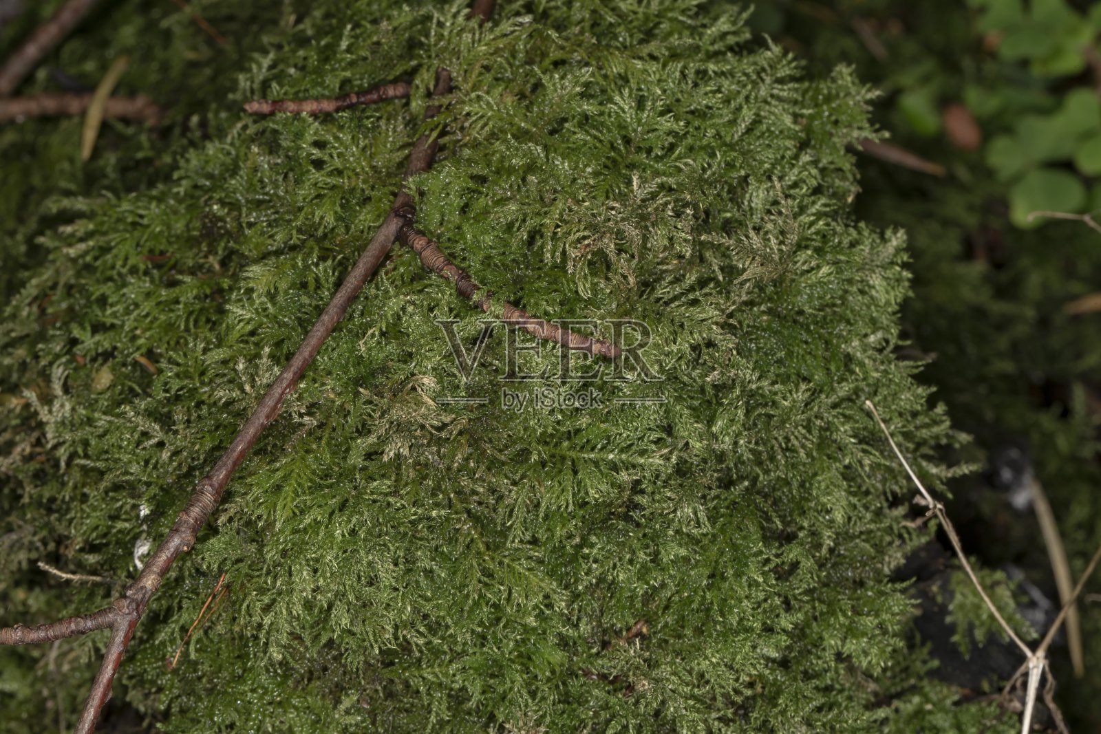 长满青苔的节孔。照片摄影图片