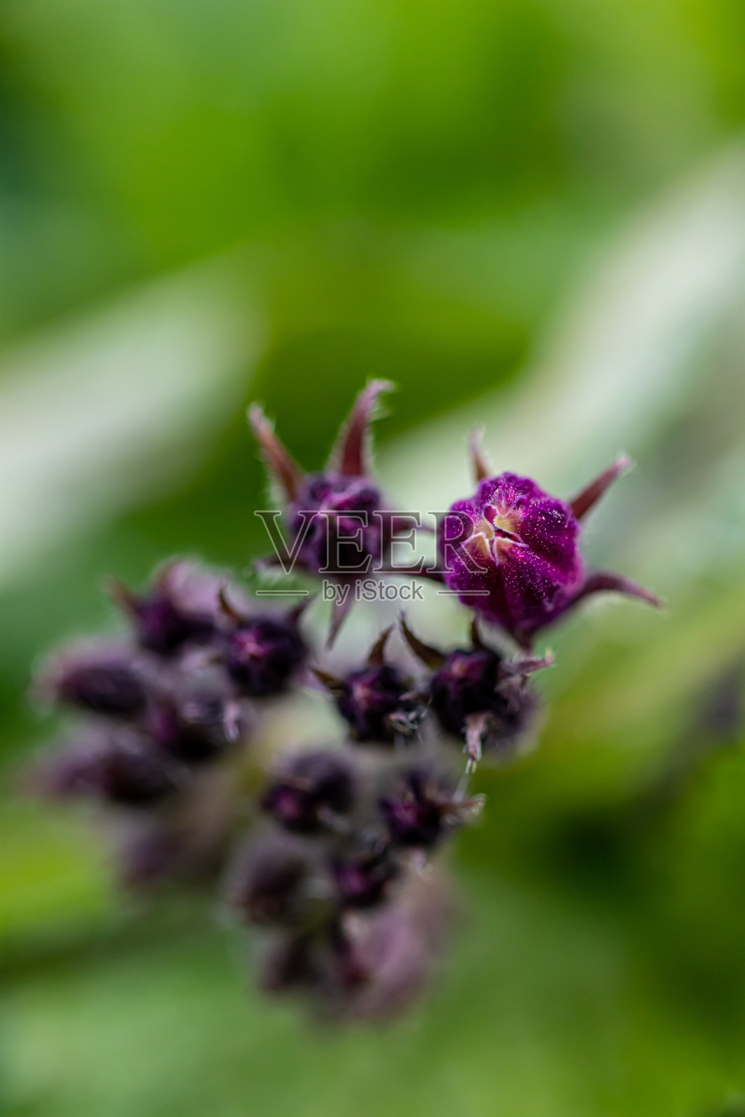 罂粟花在田间，闭合照片摄影图片