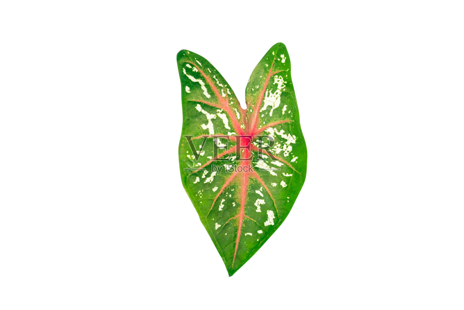 绿色的叶子。非常漂亮的印度橡胶树。白色斑点树叶。有绿色或黄色斑点的叶子。照片摄影图片