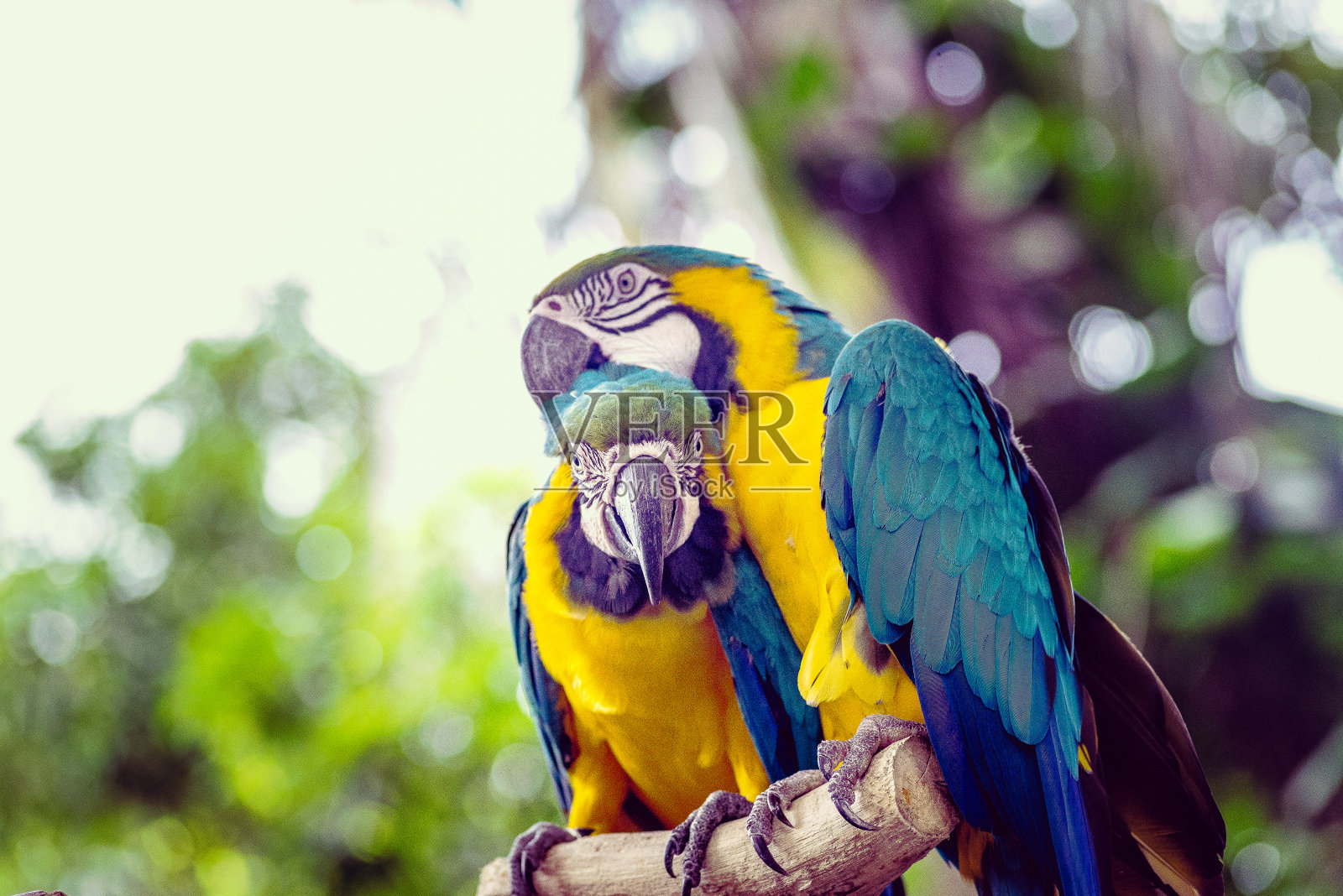 一对金色和蓝色金刚鹦鹉互相梳理，热带鸟类肖像照片摄影图片