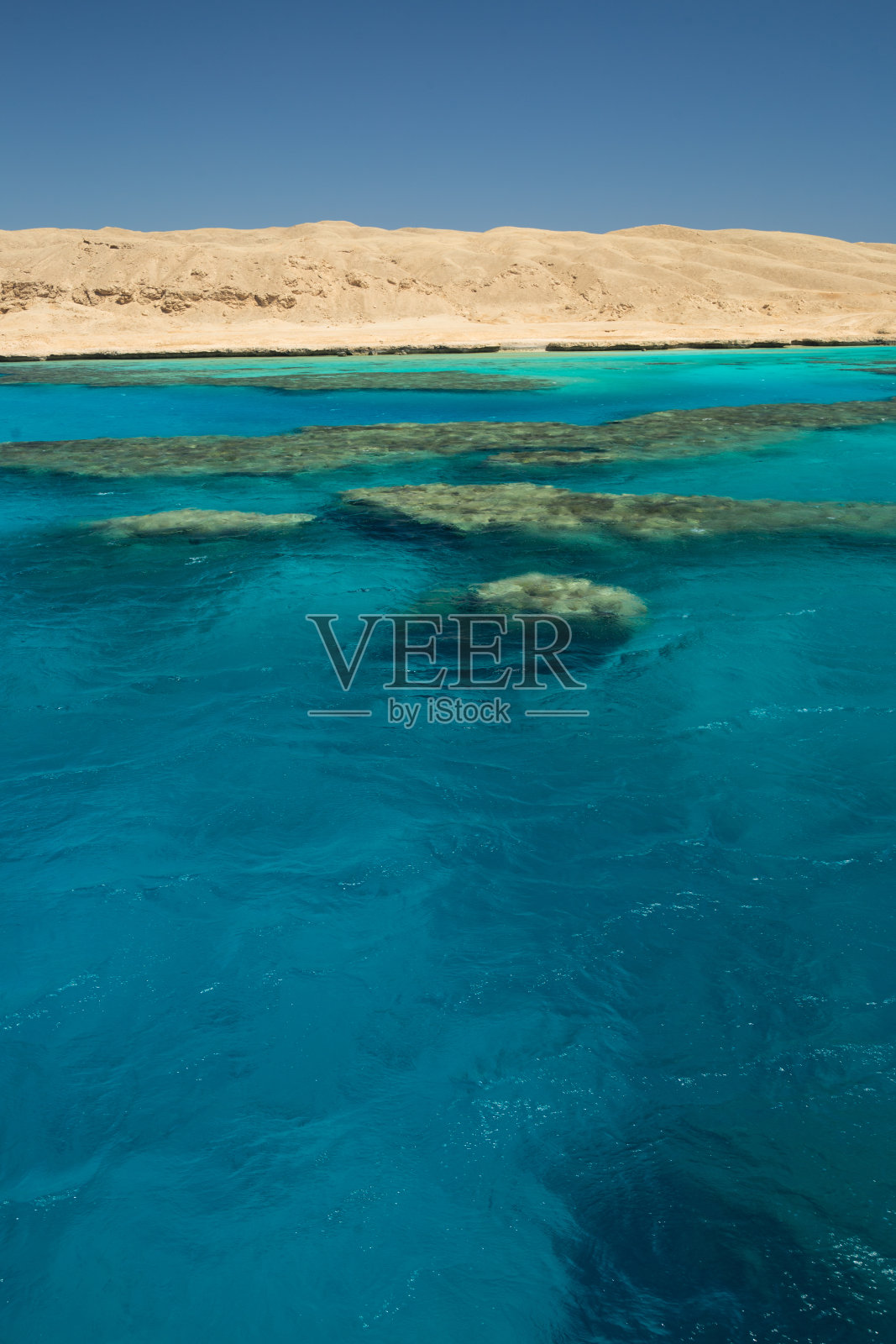 埃及红海的珊瑚礁照片摄影图片