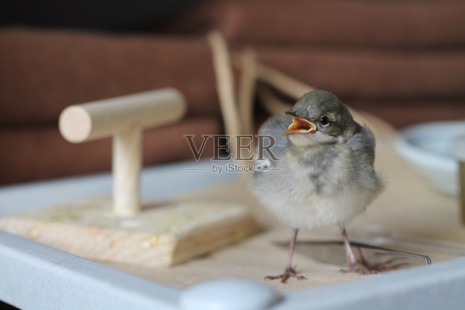 摇尾鸟的幼鸟照片摄影图片