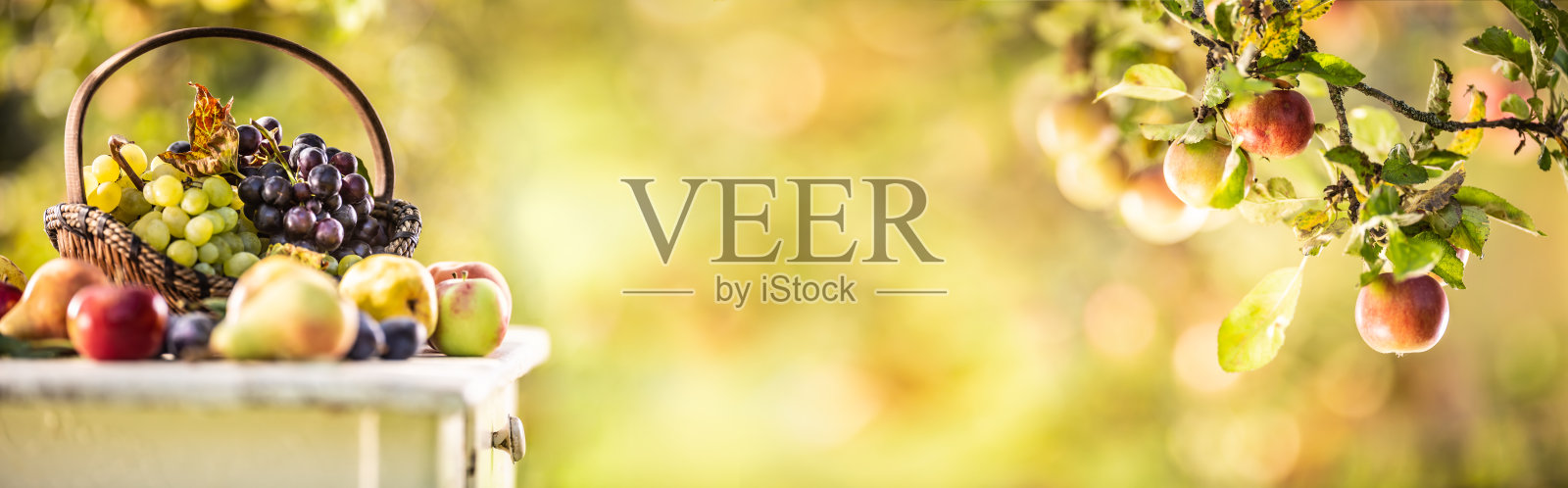 在花园的一张旧桌子上，木篮子里装着蓝白相间的葡萄，周围还有其他水果。全景横幅的一棵苹果树的树枝上有苹果。照片摄影图片