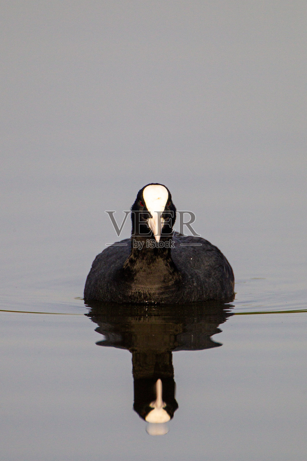 在英国伦敦，欧洲白骨顶在其巢穴附近游泳并追赶对手照片摄影图片