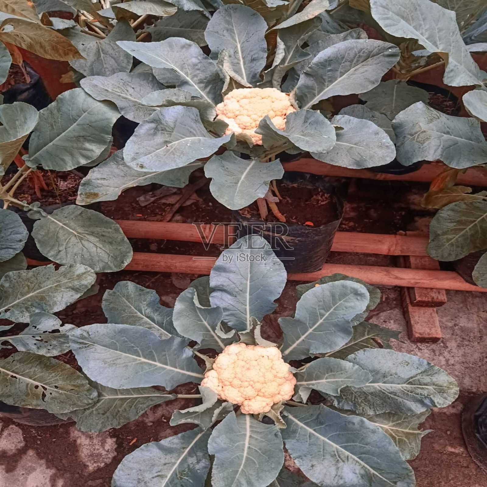 花的美照照片摄影图片