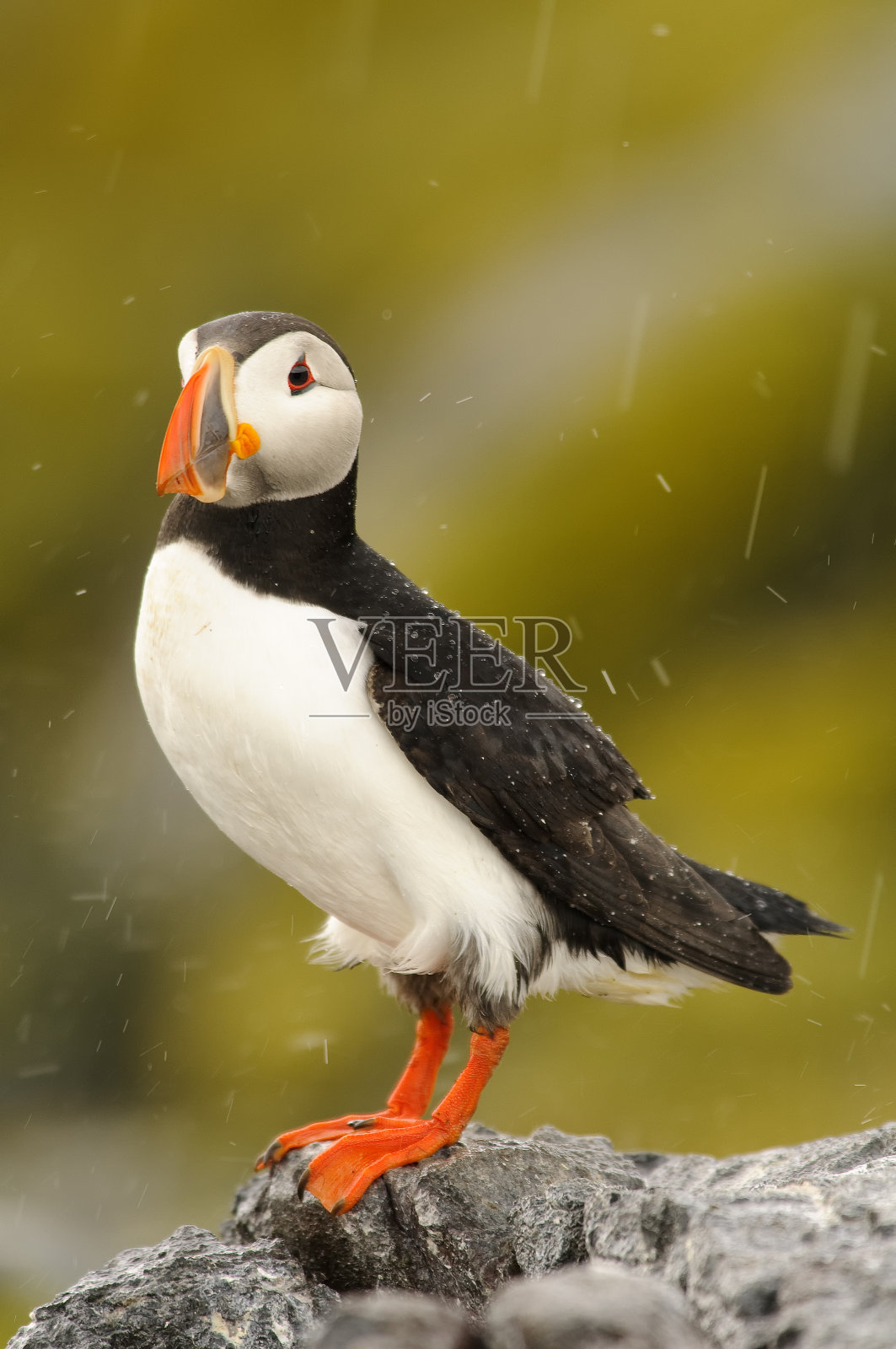 大西洋海雀照片摄影图片