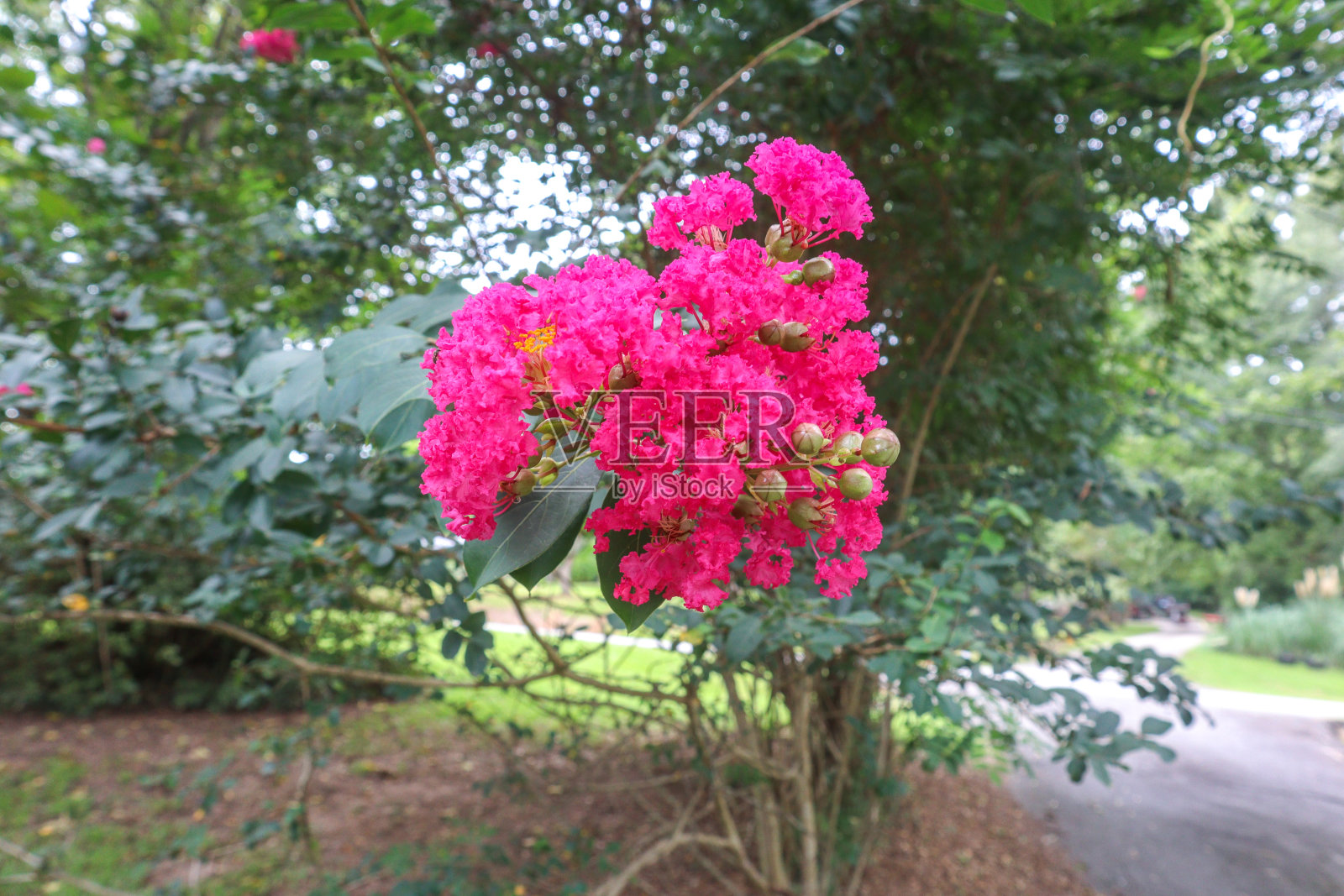 一个桃金娘绉特写照片摄影图片