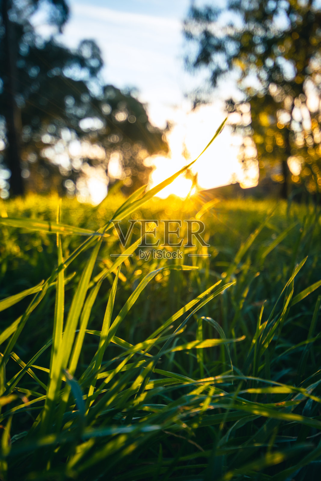 日落草照片摄影图片