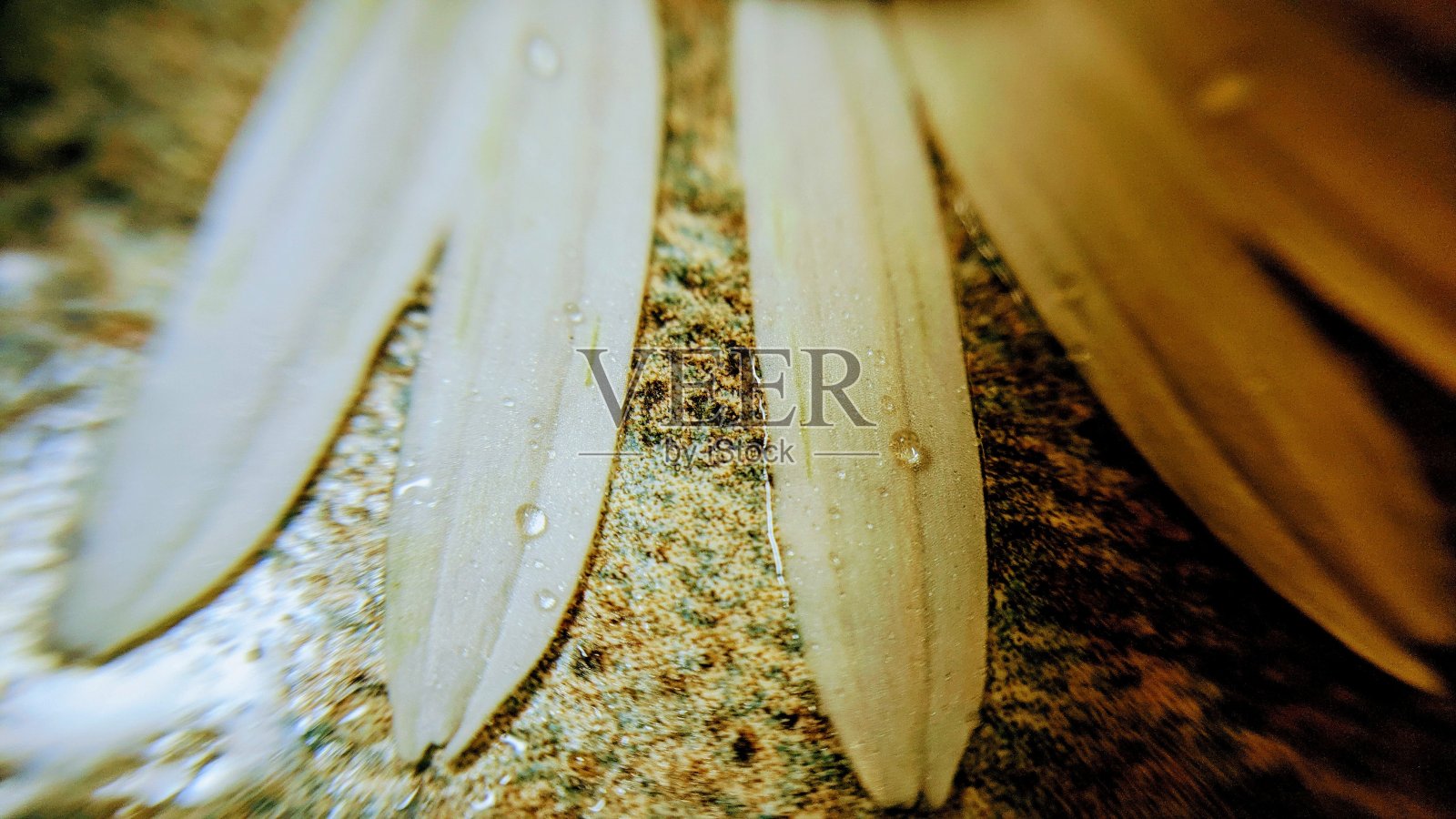 背景照片摄影图片