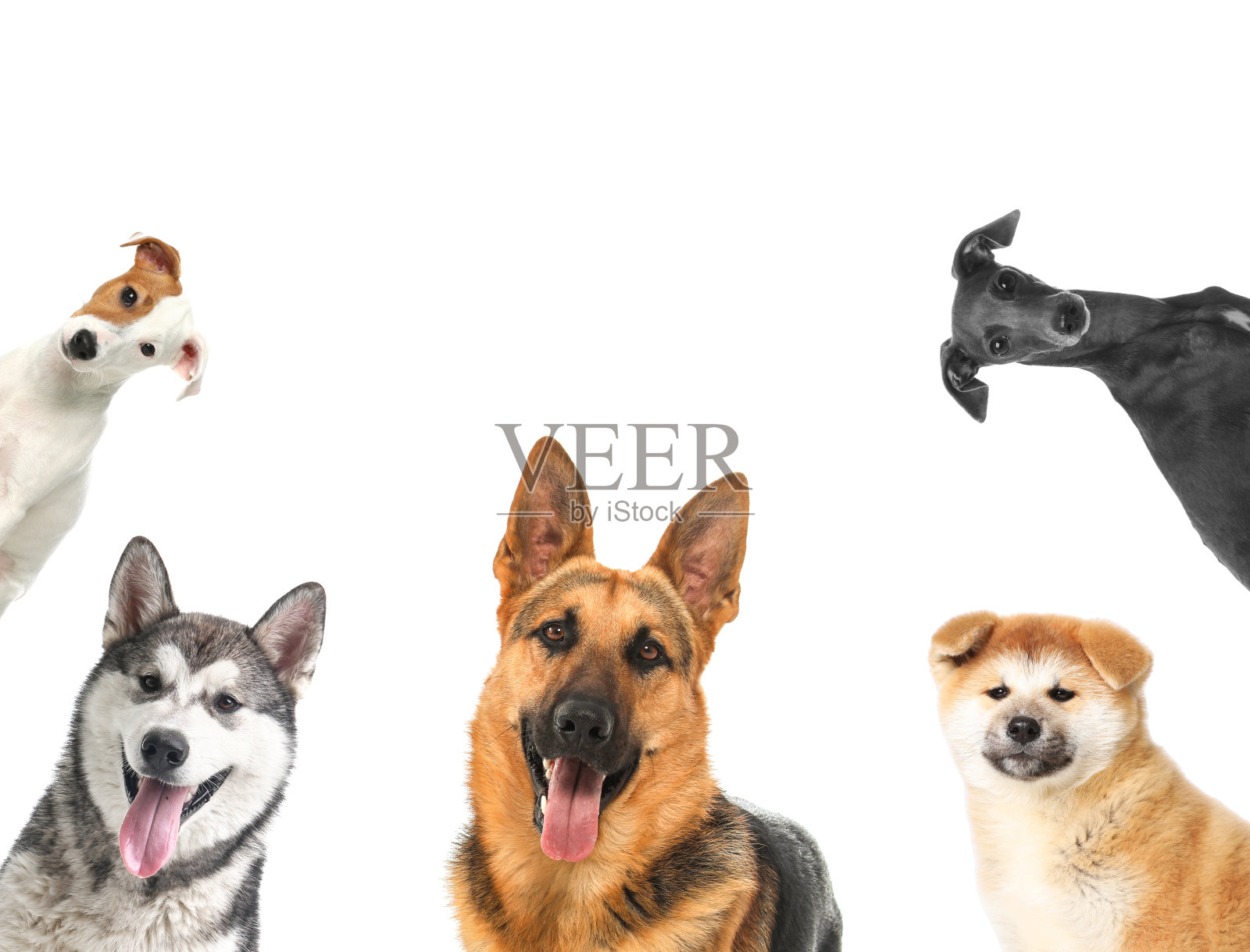 设置不同的可爱的狗在白色的背景。可爱的宠物照片摄影图片