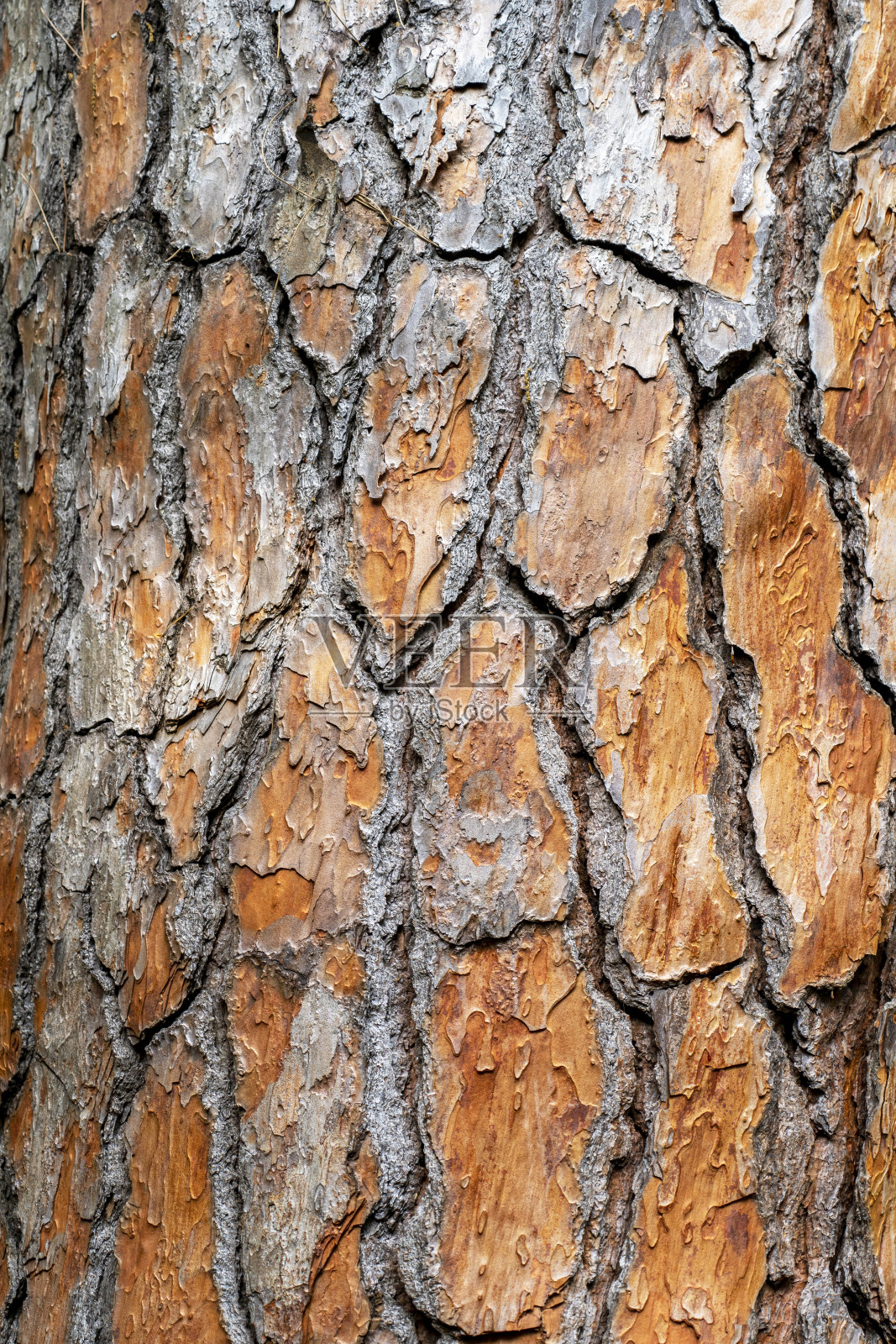 松树的树皮。树的棕色树皮纹理作为原始的自然纹理作为背景。照片摄影图片