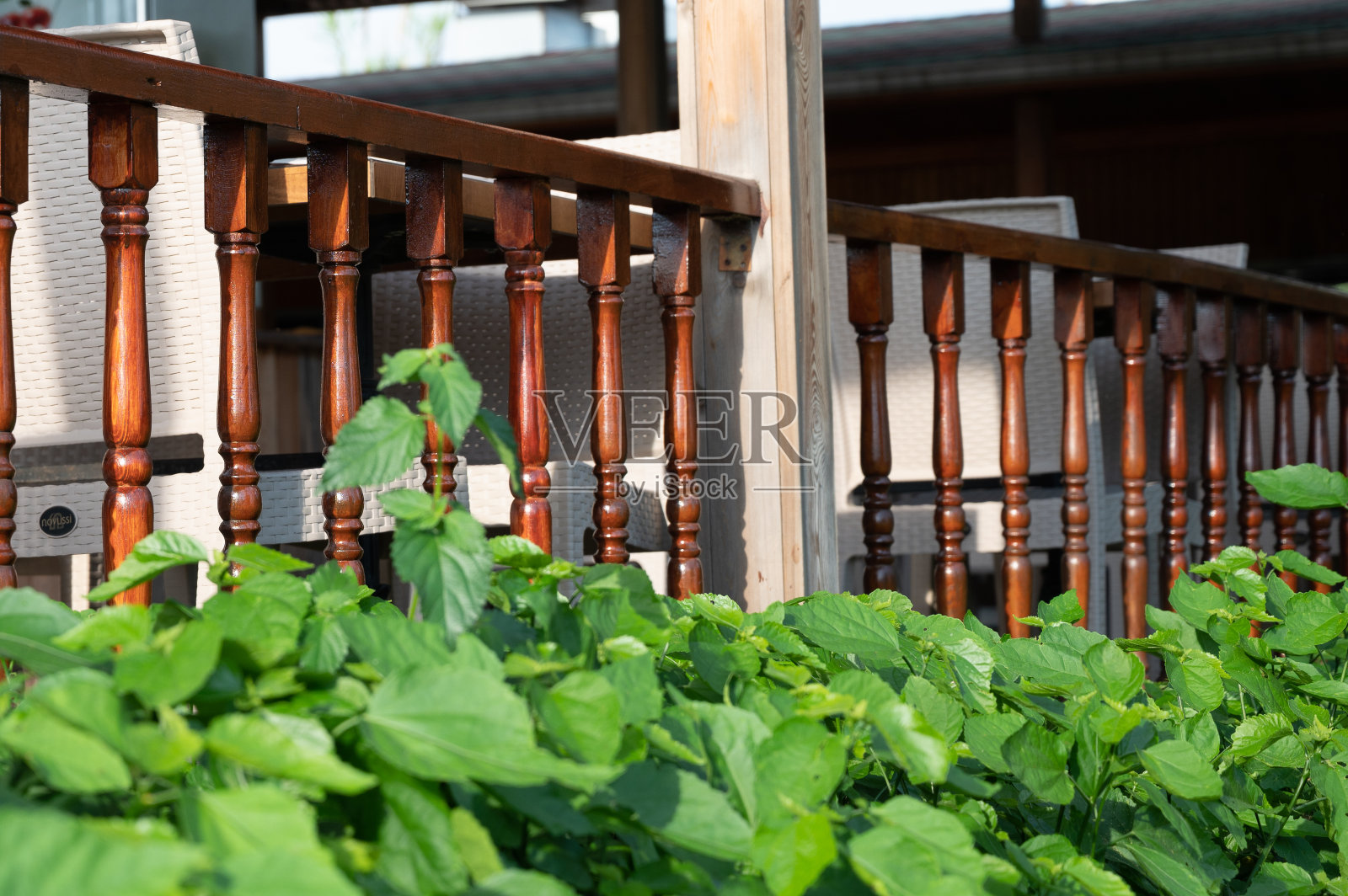 Doi Inthanon国家公园皇家培育项目中的有机生物生菜照片摄影图片