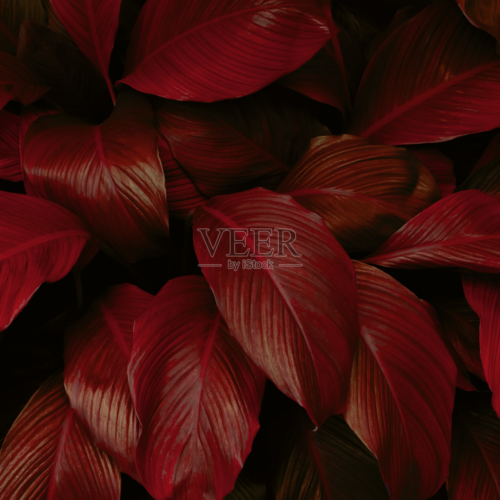 摘要绿叶纹理，自然背景，热带叶照片摄影图片