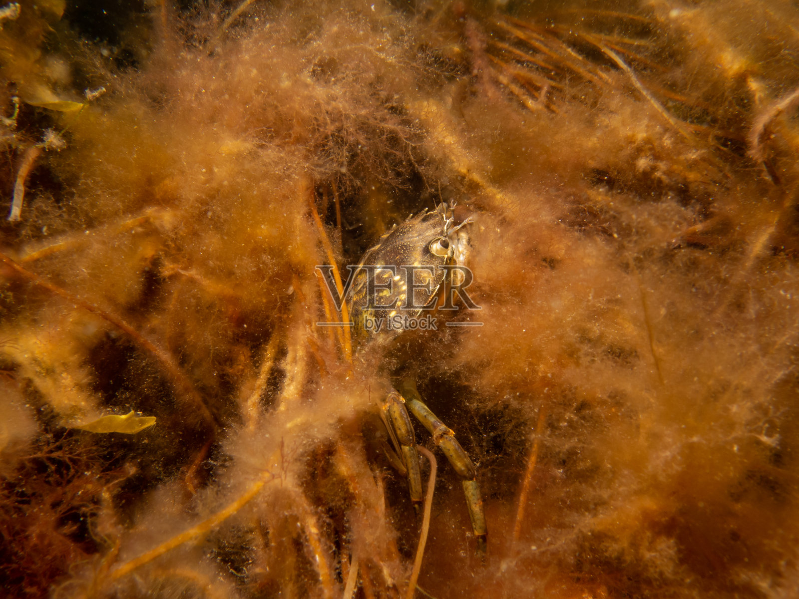 这是一张螃蟹在海藻间的特写照片照片摄影图片