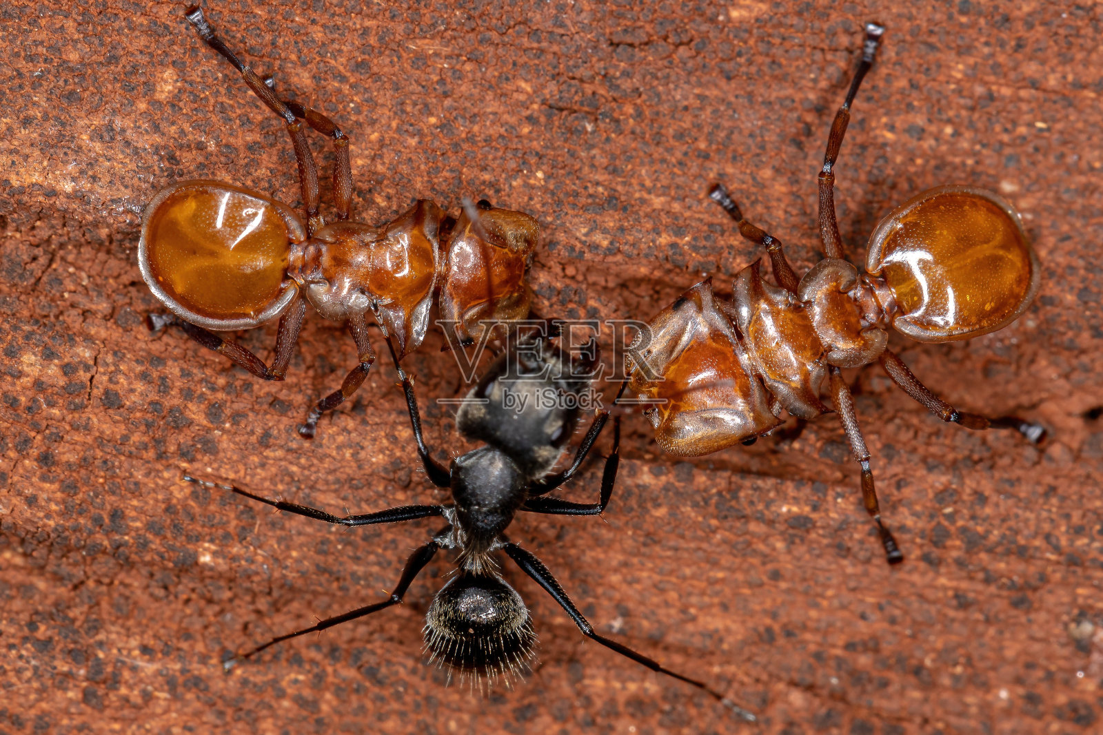成年黄龟蚁照片摄影图片