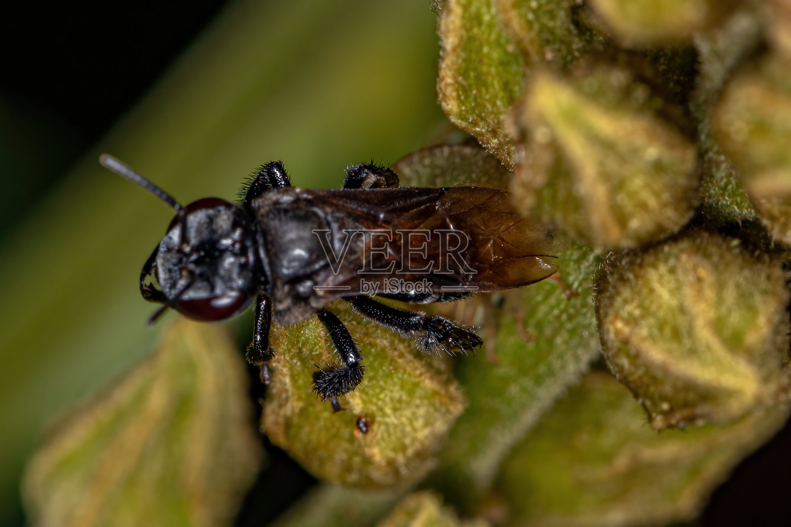 成年雌性无刺蜜蜂照片摄影图片