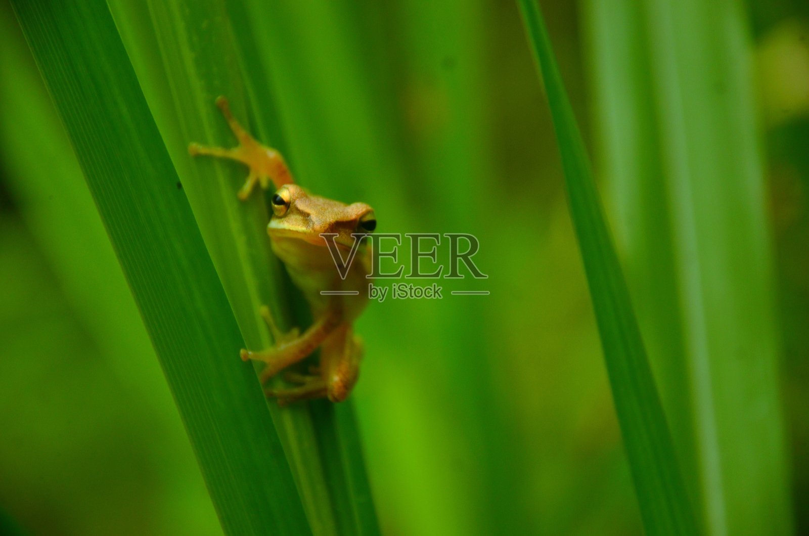 伊斯帕尼奥拉树蛙照片摄影图片