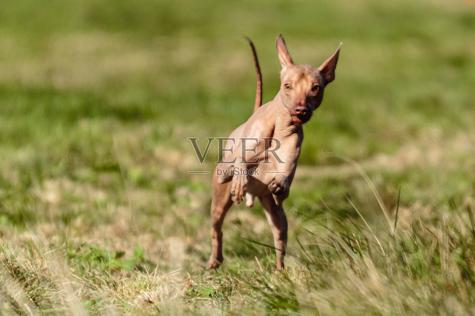 秘鲁无毛狗直冲镜头照片摄影图片
