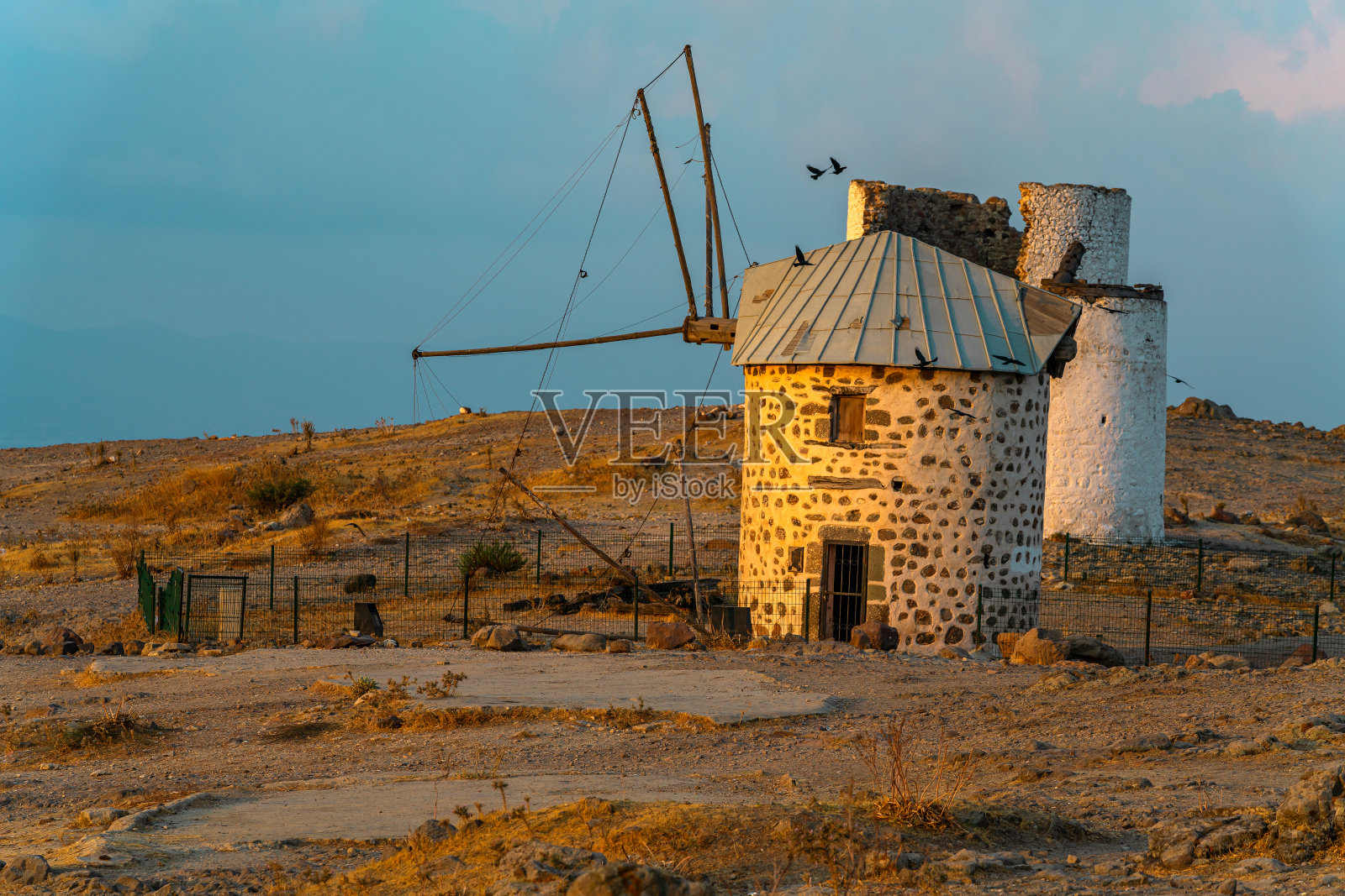 日出时博德鲁姆的老风车和飞行乌鸦照片摄影图片