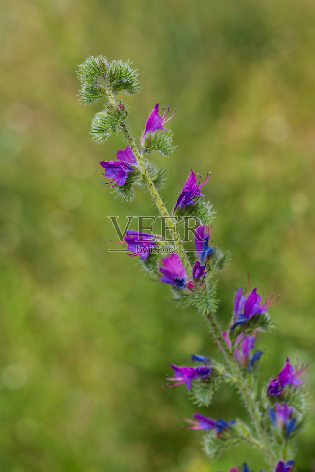 西班牙马德里乡间别墅里的毛茛花照片摄影图片