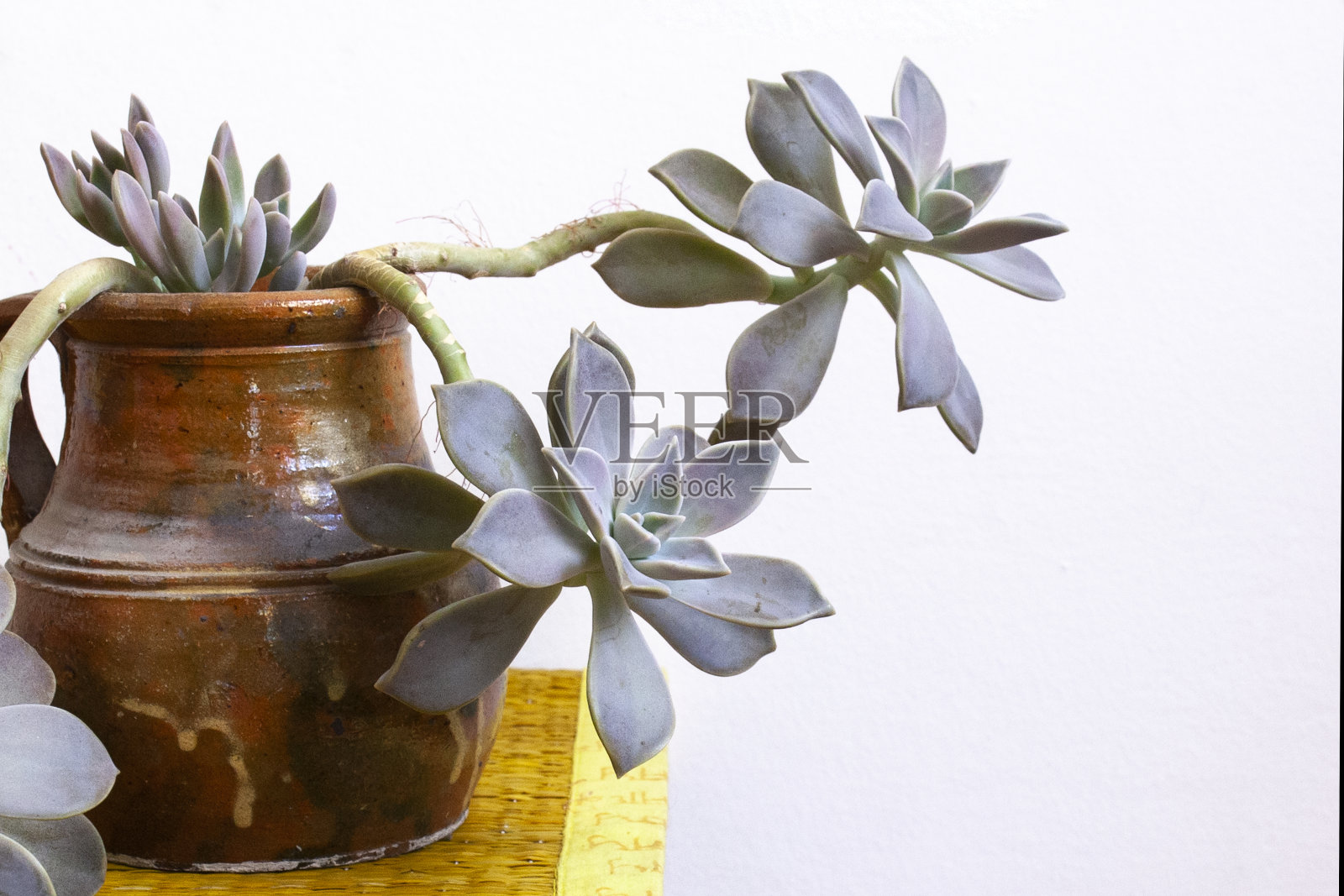 肉质植物照片摄影图片