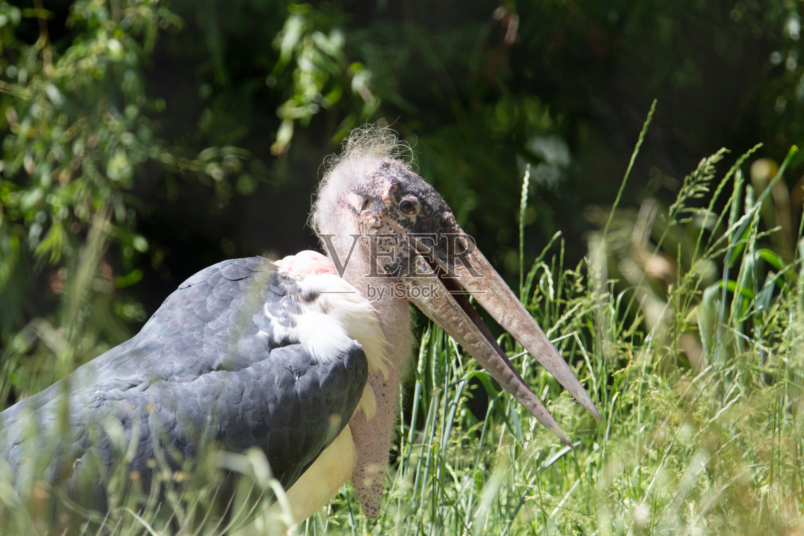 马拉布·斯托克照片摄影图片
