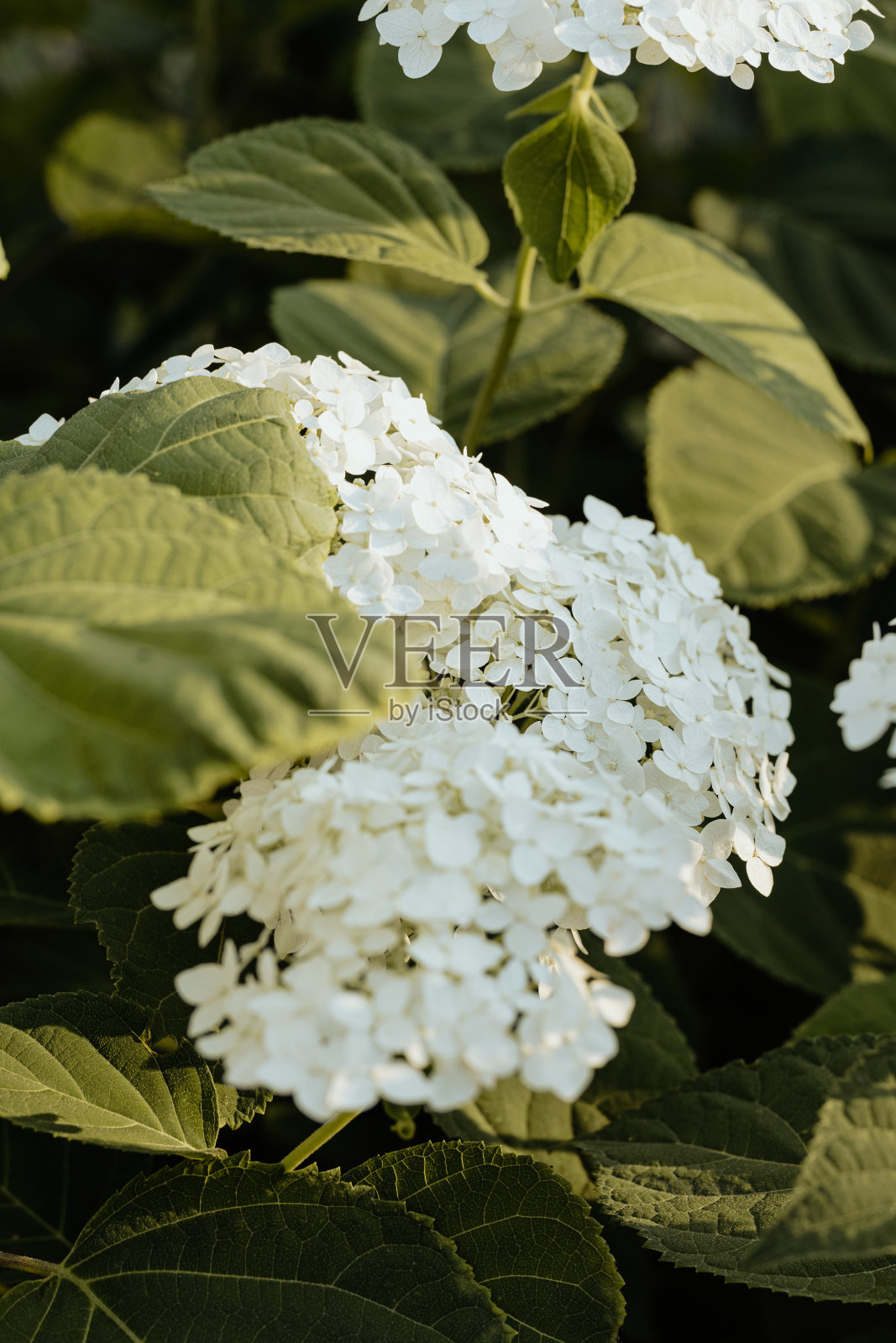 绣球花花照片摄影图片