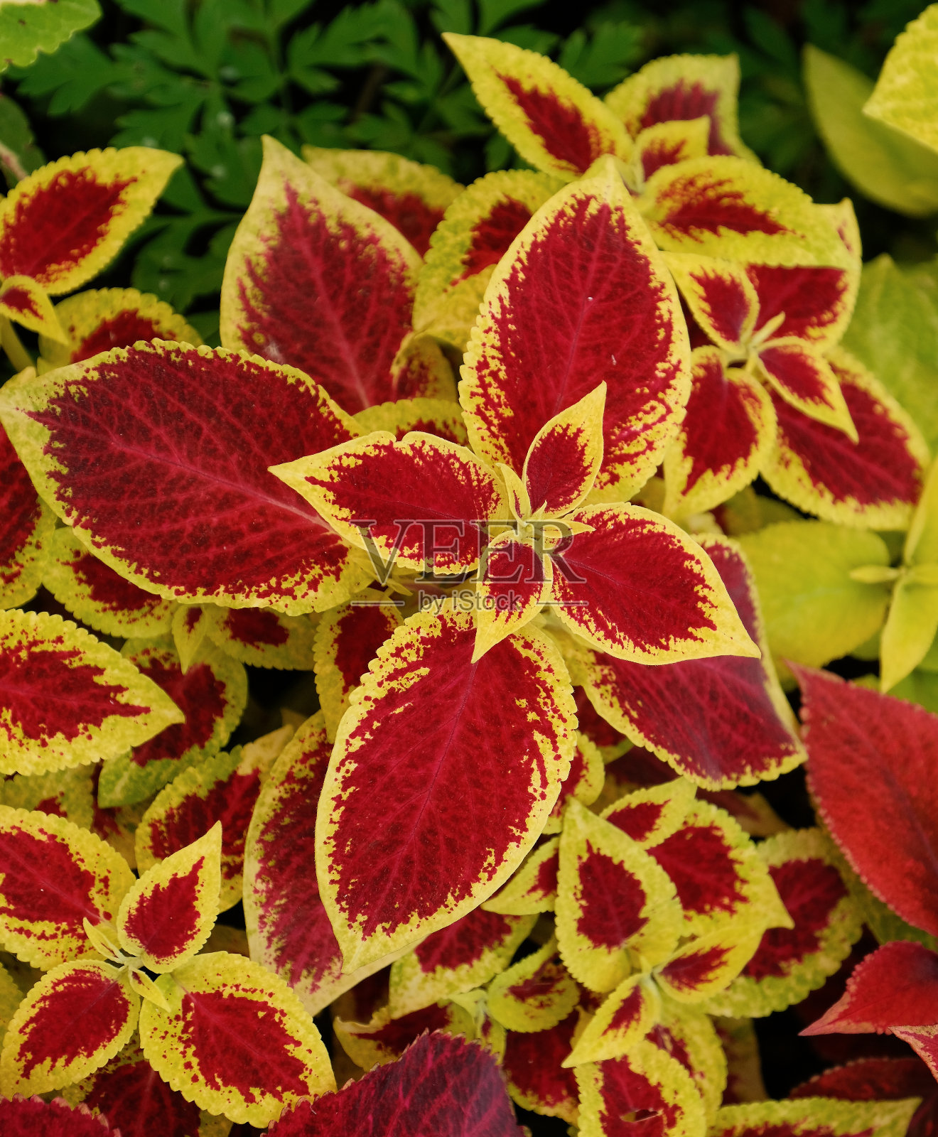 红黄绿叶群照片摄影图片