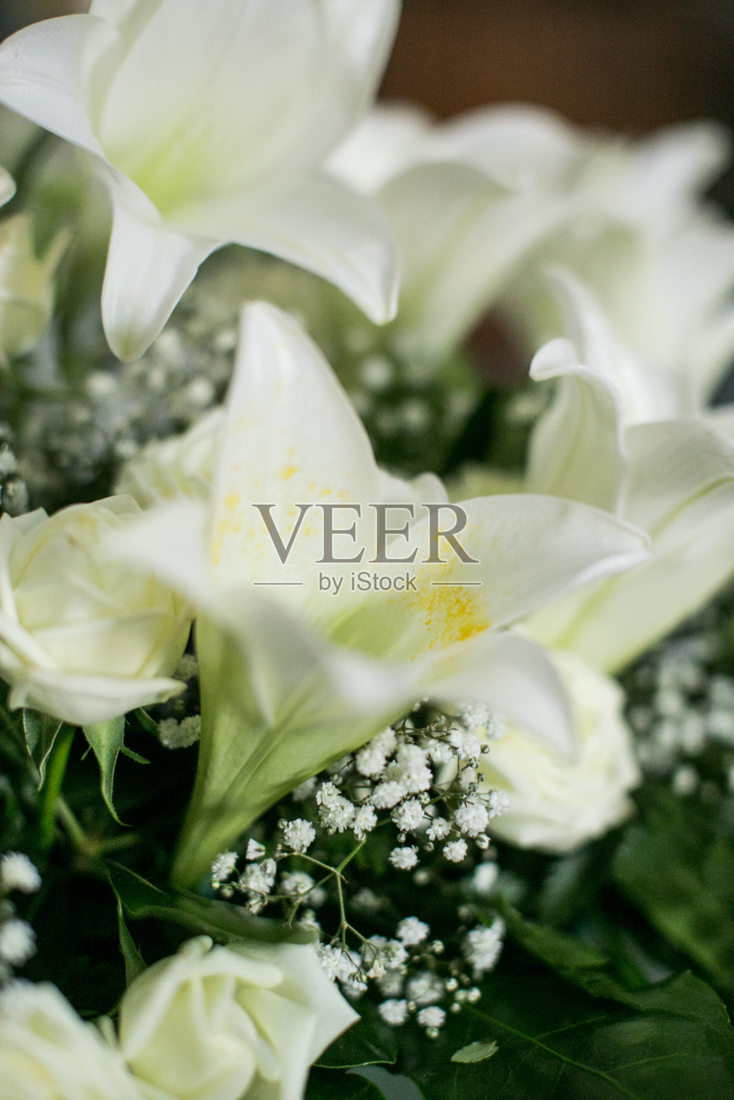 白色花朵的特写照片摄影图片