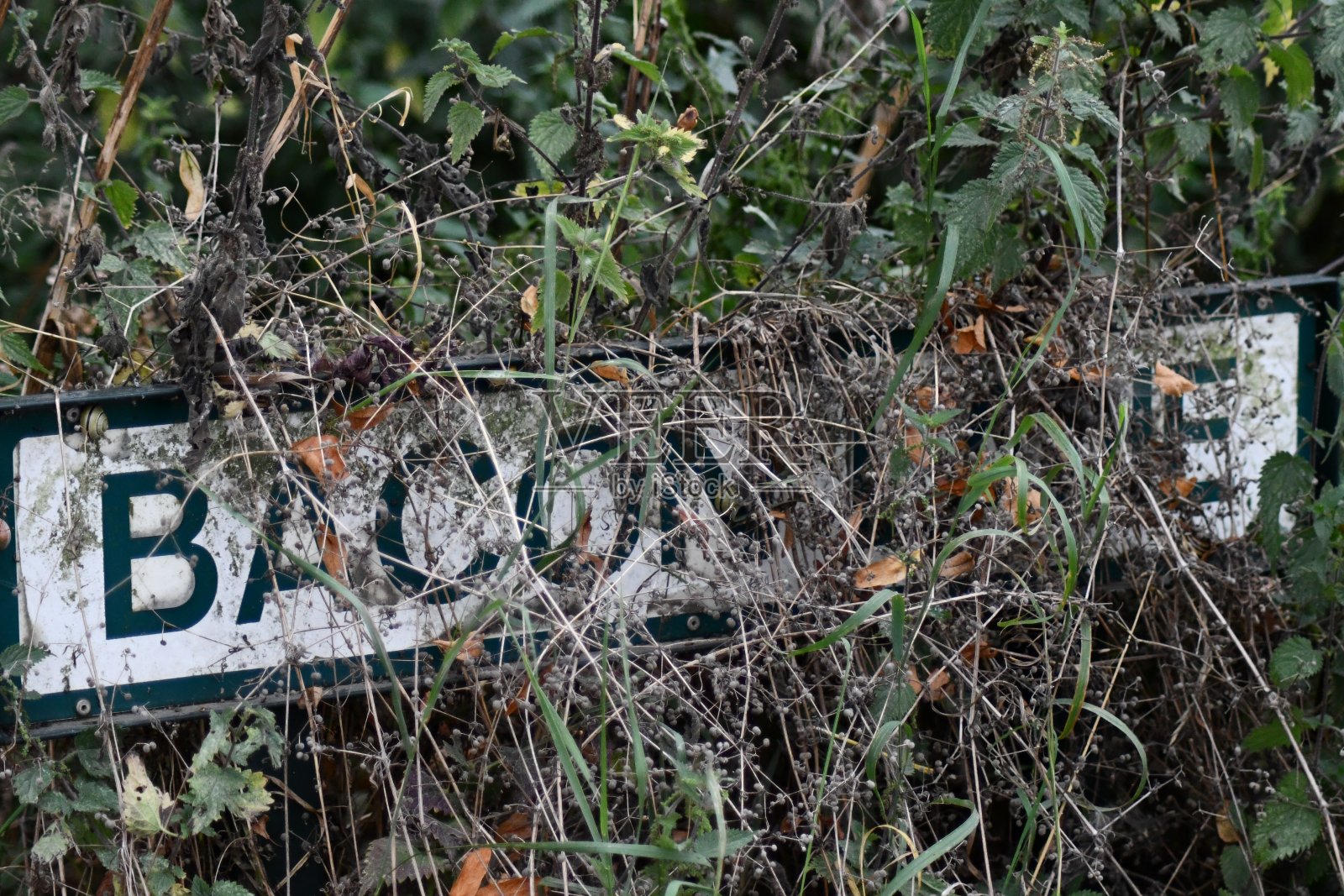 在一条叫做培根巷的乡间小路上，一个乡村标志上长满了草木照片摄影图片