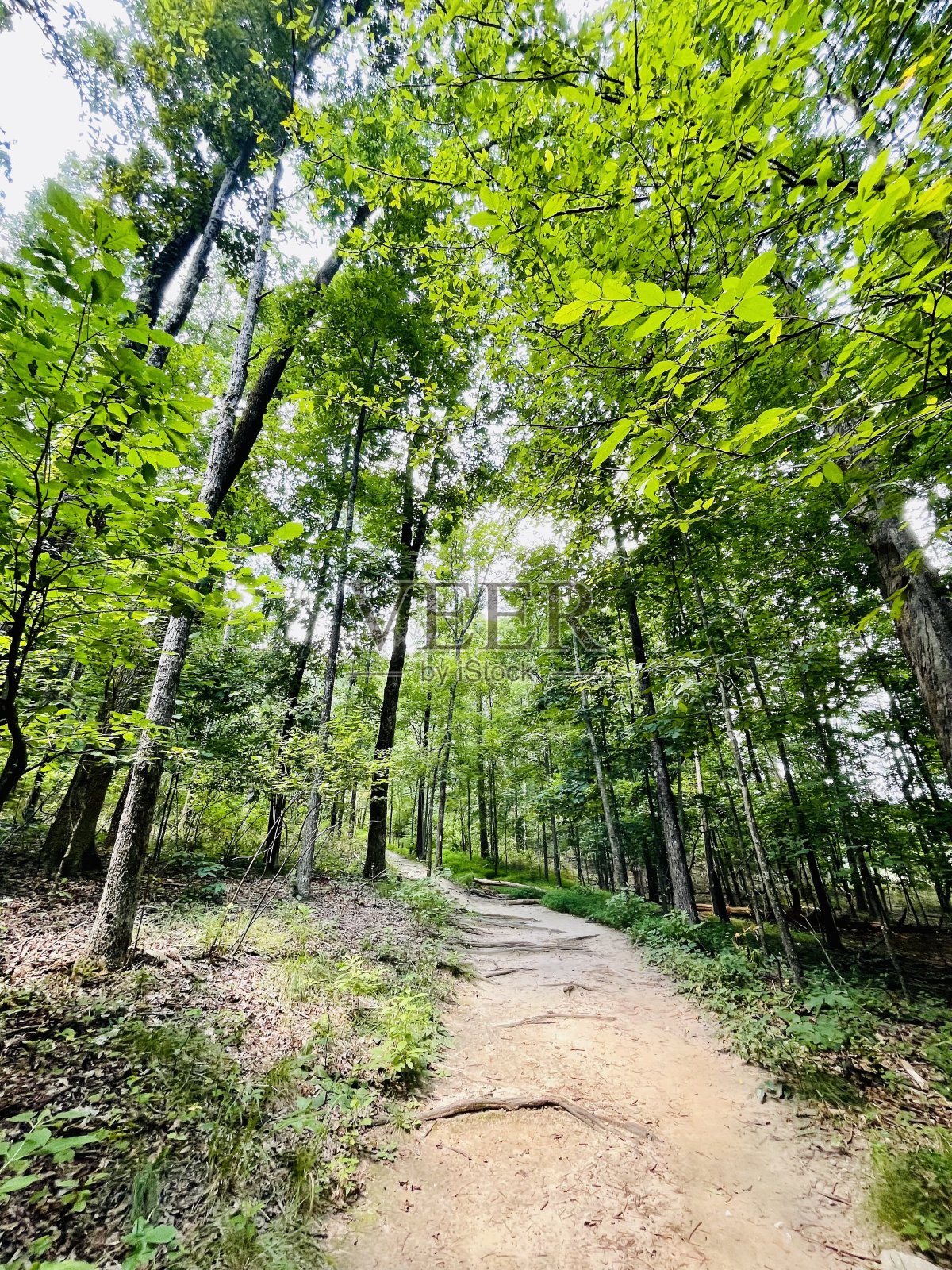 乔治亚州亚特兰大的石山公园照片摄影图片