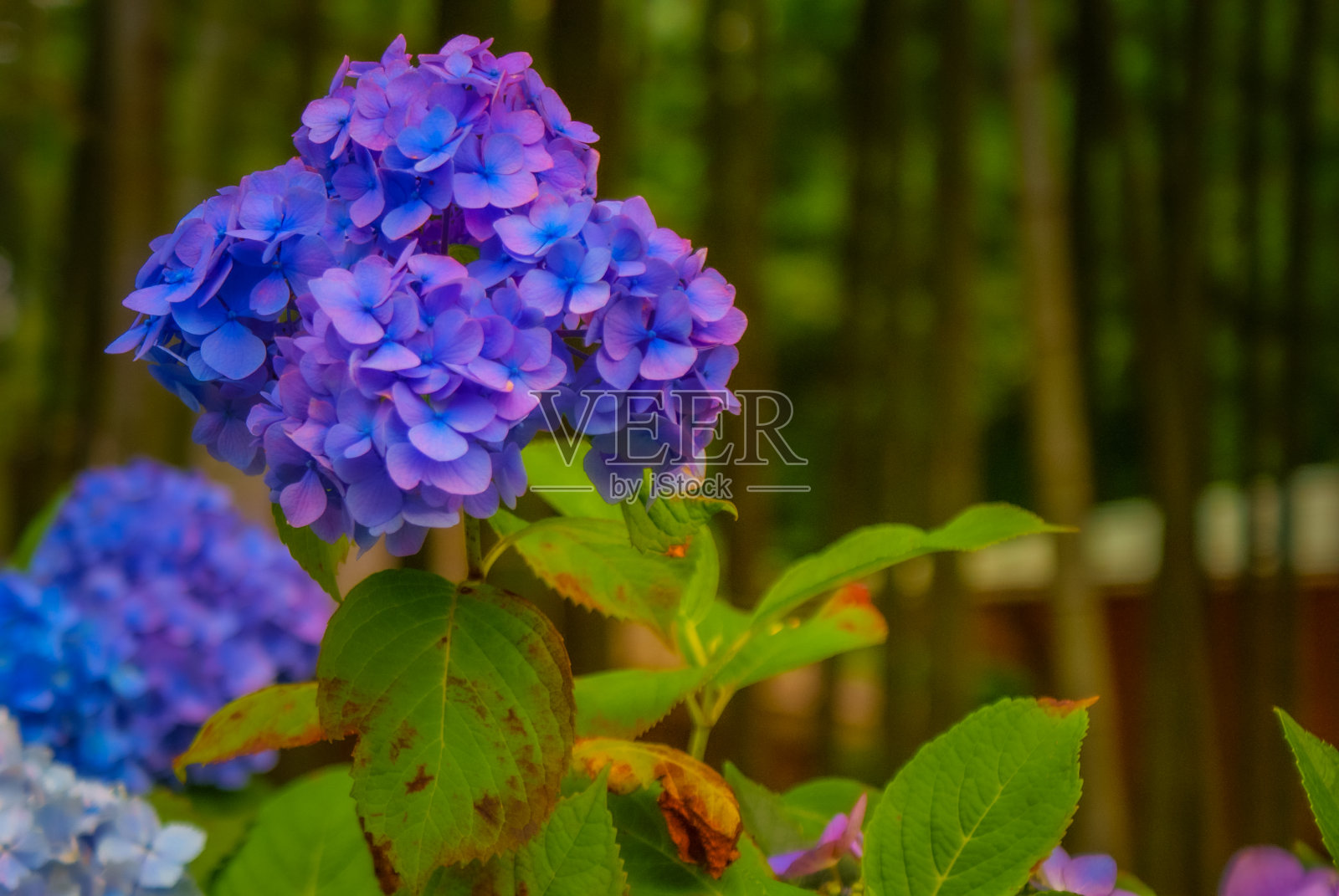 彩色绣球花(雨季图片)照片摄影图片