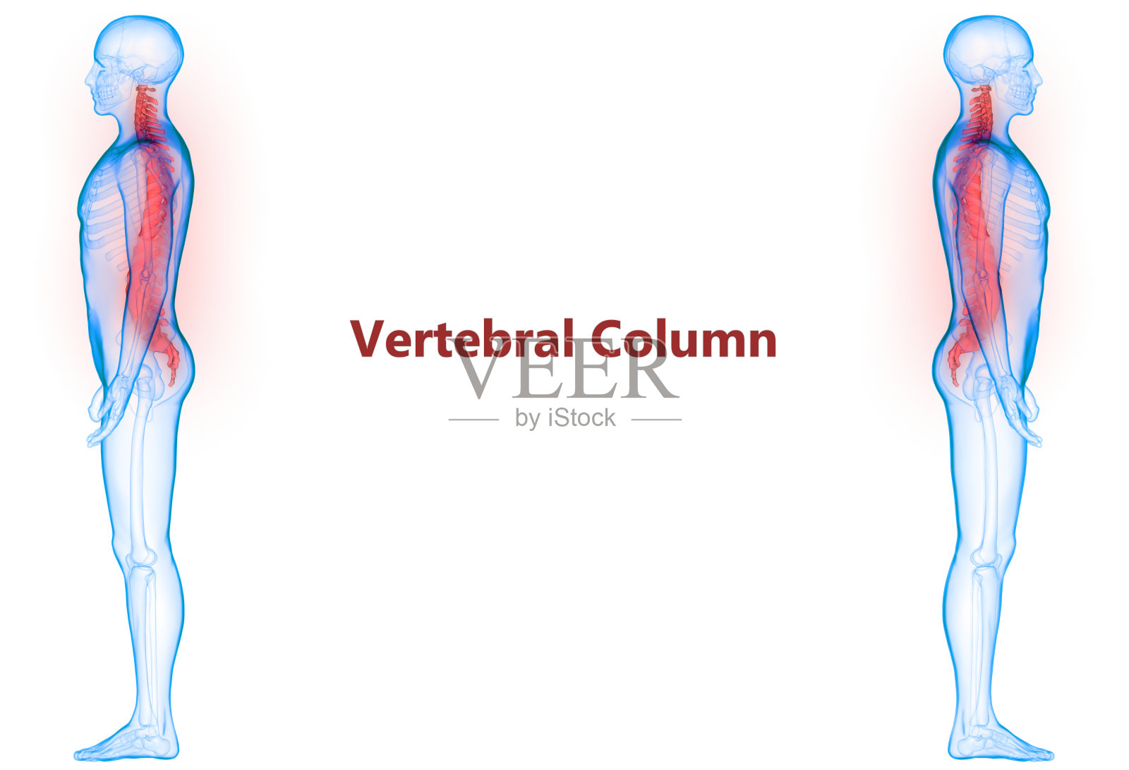 脊髓脊柱人体骨骼系统解剖学照片摄影图片