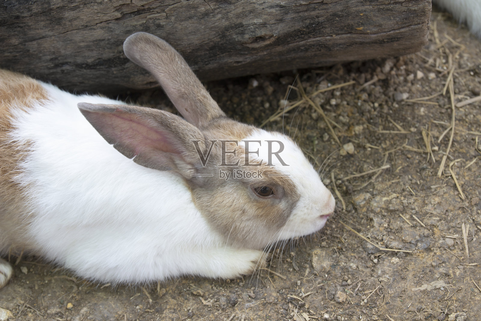 一只可爱的小兔子睡在农场的地板上照片摄影图片