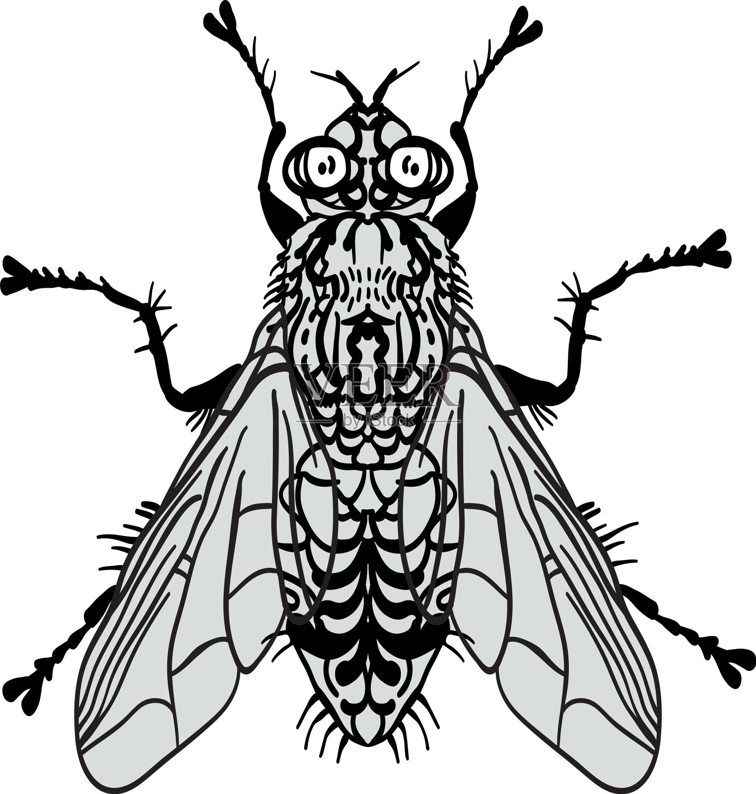 苍蝇昆虫黑色和白色设计元素图片