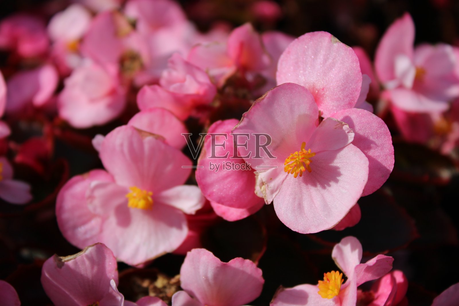 花和自然照片摄影图片