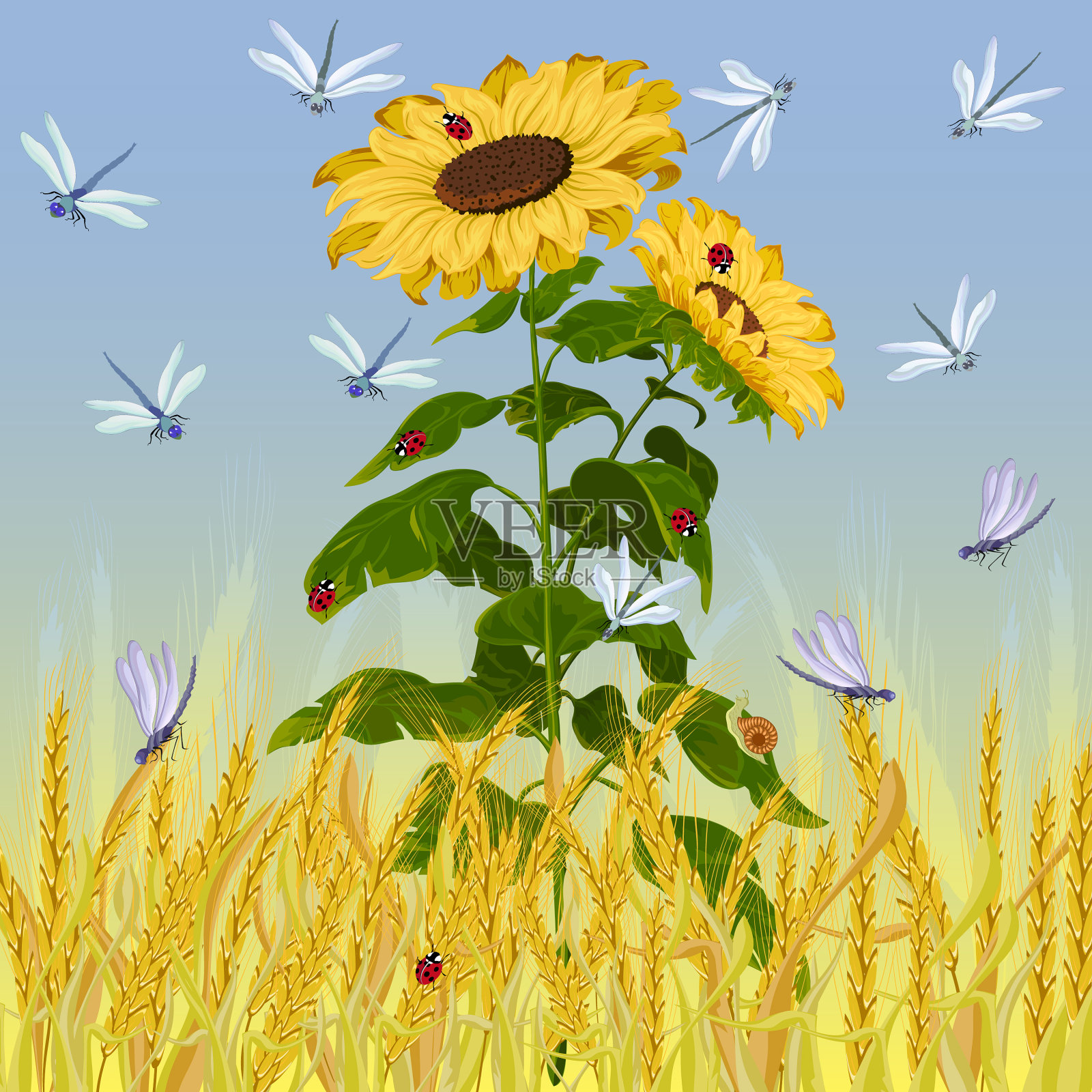 向日葵和田野的耳朵插画图片素材