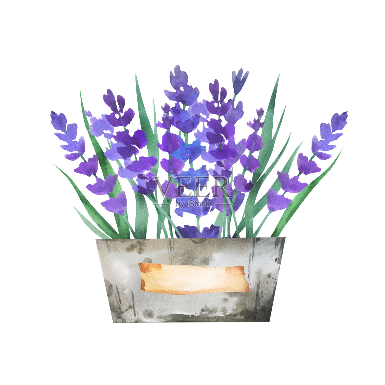 水彩复古花束与紫罗兰普罗旺斯薰衣草在一个金属桶花瓶孤立在白色背景。插画图片素材